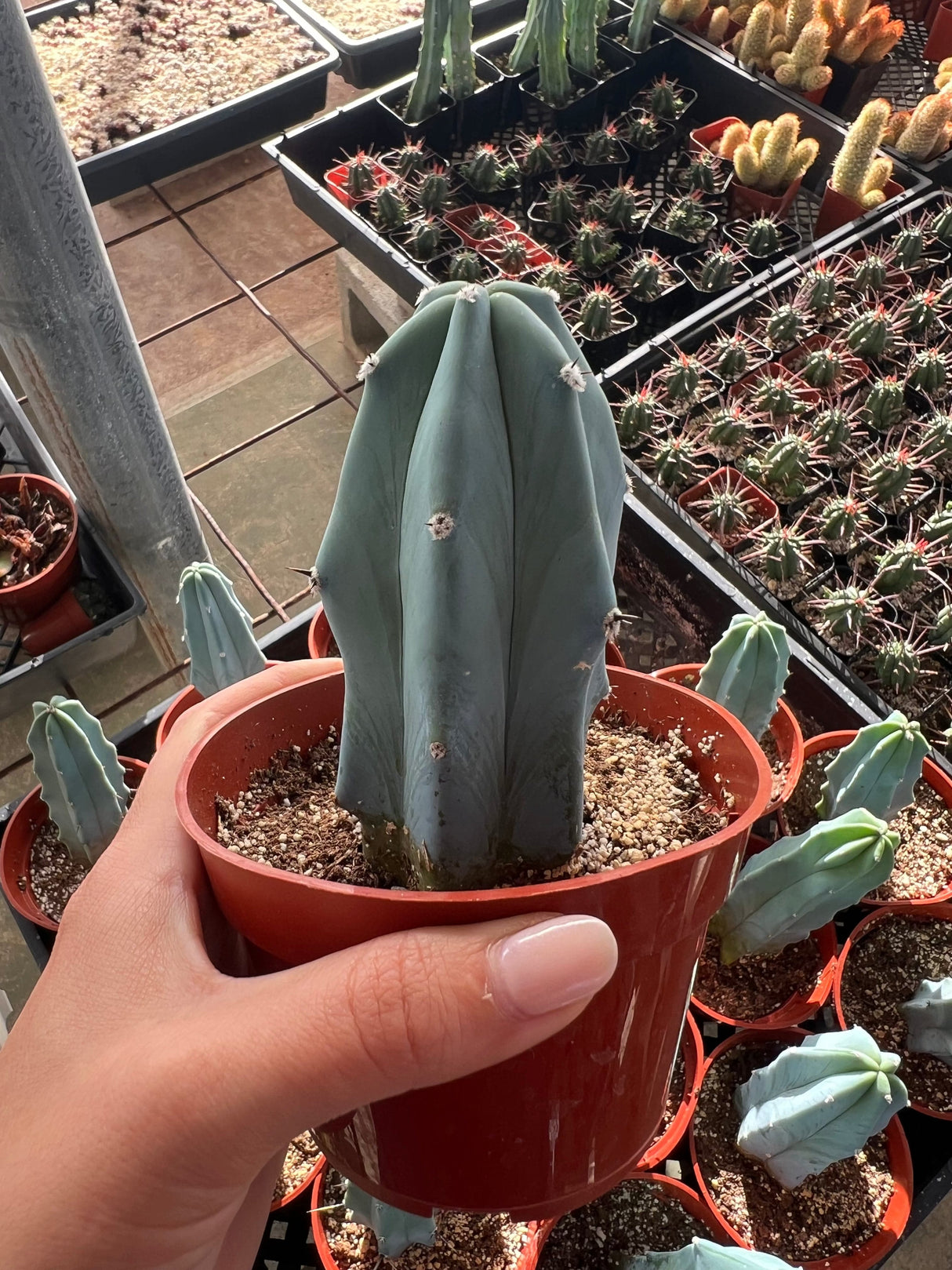 Blue Candle Cactus - Myrtillocactus Geometrizans