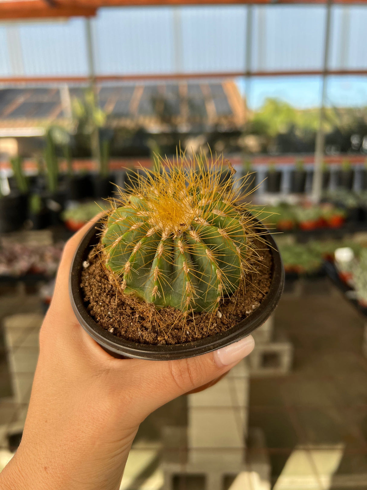 Notocactus magnificus - Parodia magnifica, Ball Cactus