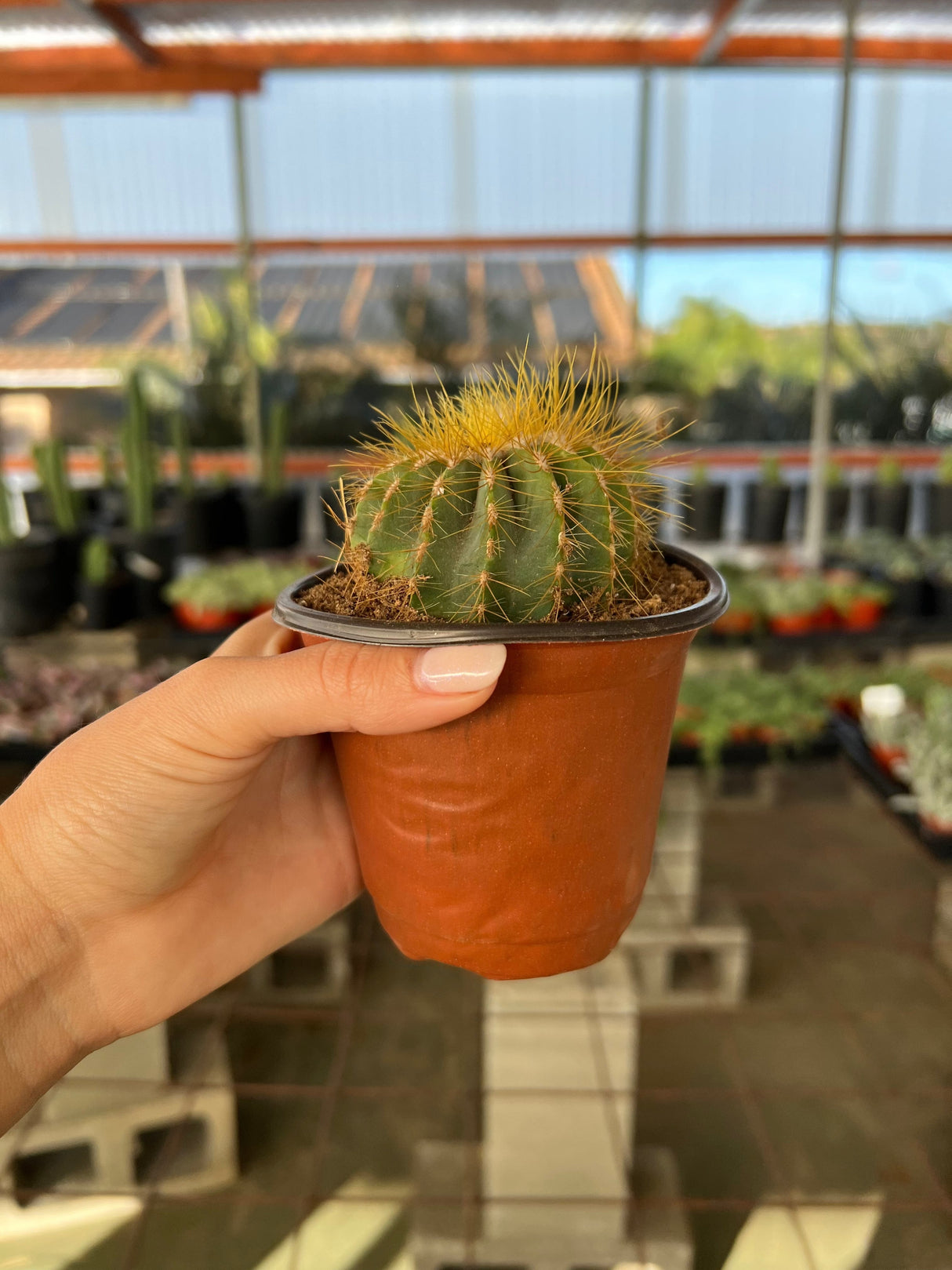 Notocactus magnificus - Parodia magnifica, Ball Cactus