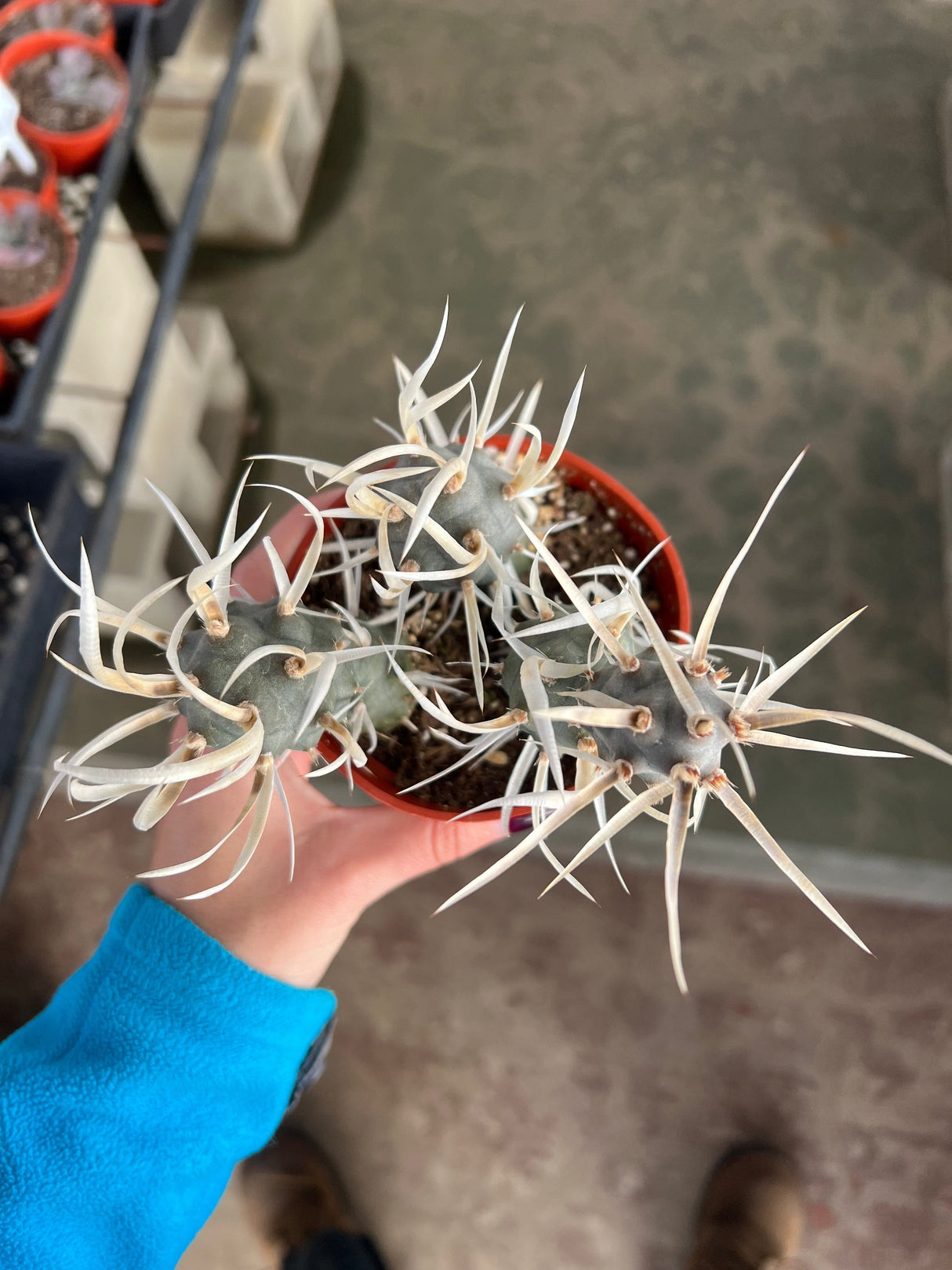 Paper Spine Cactus - Tephrocactus articulatus