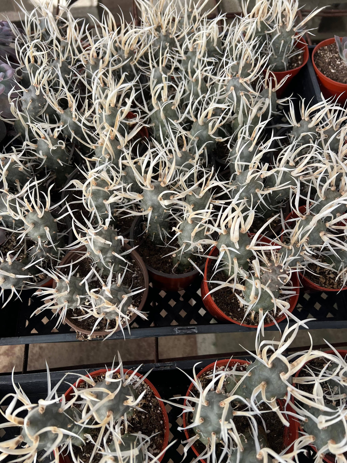 Paper Spine Cactus - Tephrocactus articulatus