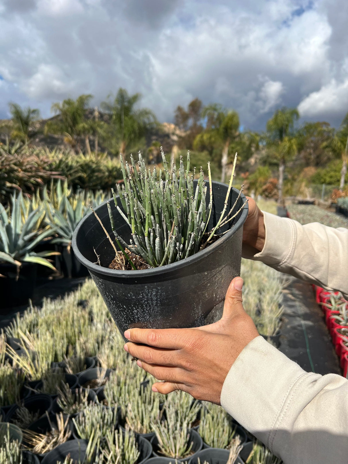 Candelia Cactus - Euphorbia antisyphilitica
