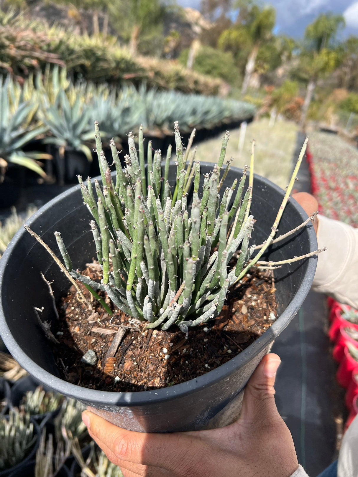 Candelia Cactus - Euphorbia antisyphilitica