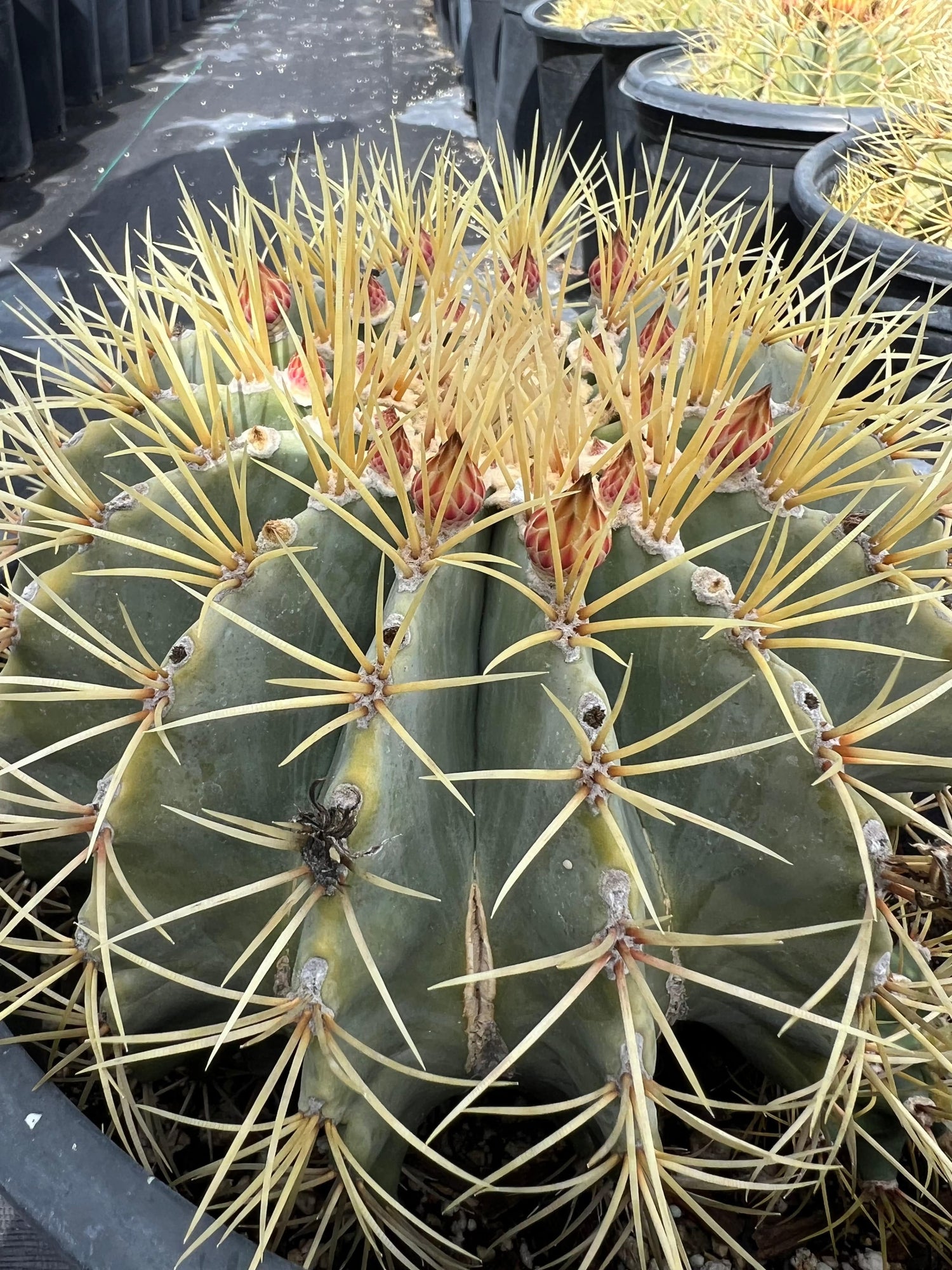Blue Barrel Cactus - Ferocactus glaucescens