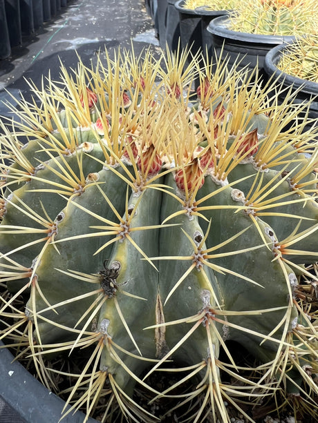 Blue Barrel Cactus - Ferocactus glaucescens