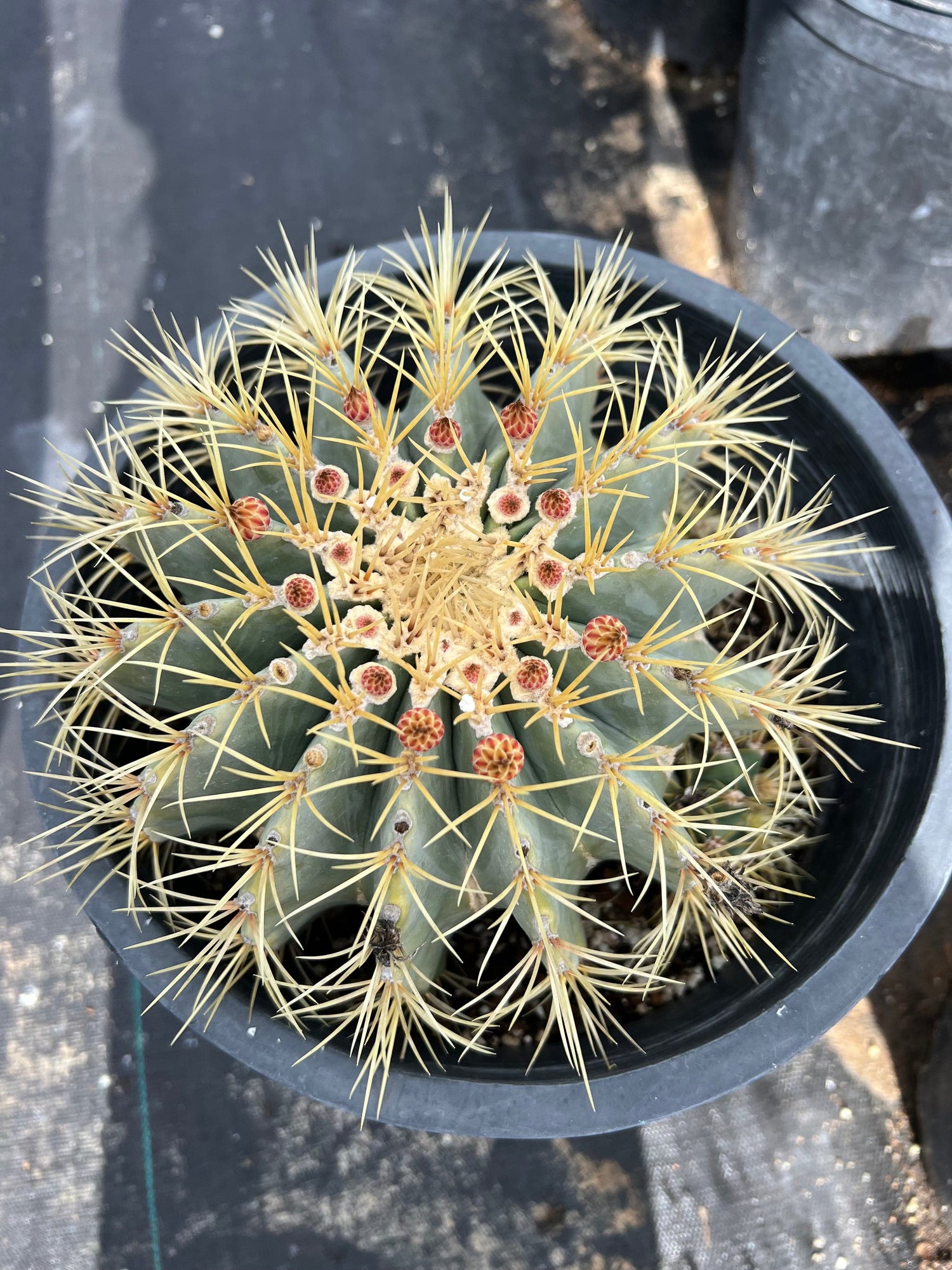 Blue Barrel Cactus - Ferocactus glaucescens