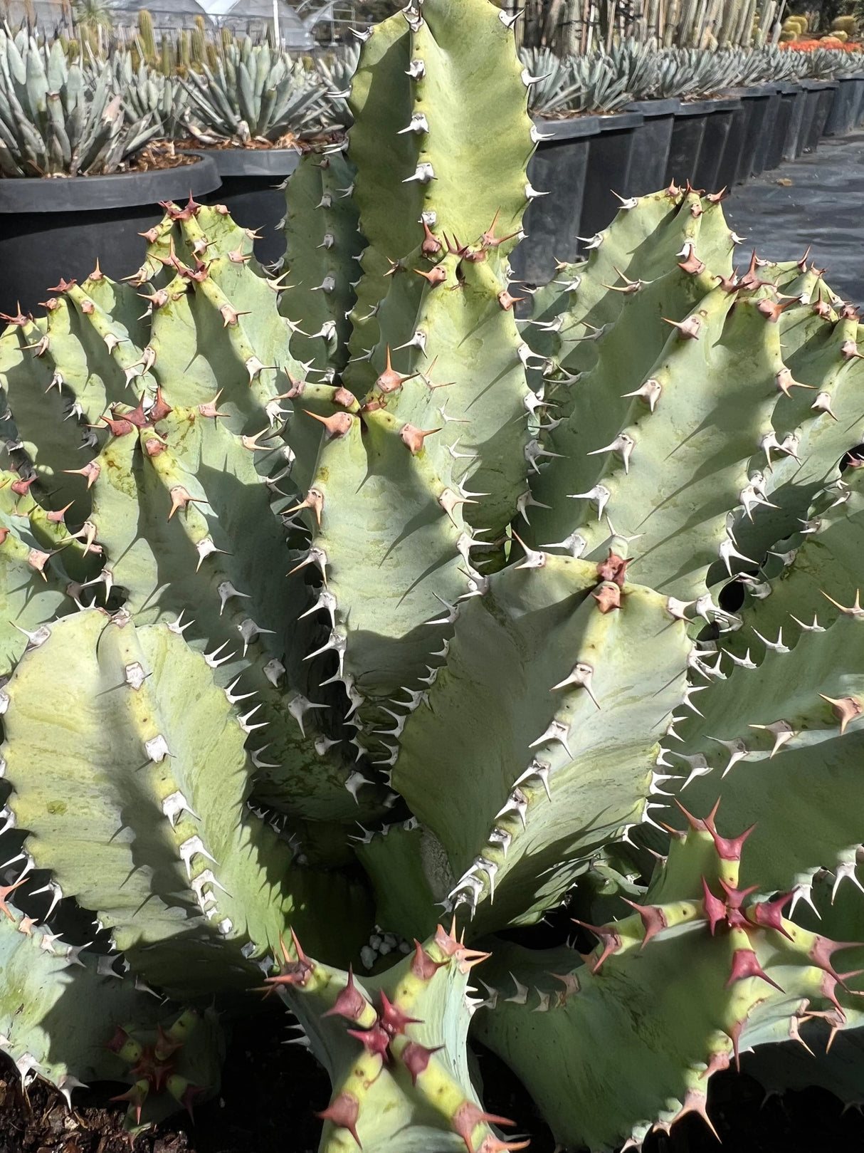 Moroccan Mound - Euphorbia Resinifera