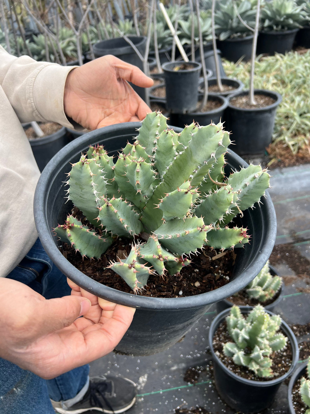 Moroccan Mound - Euphorbia Resinifera