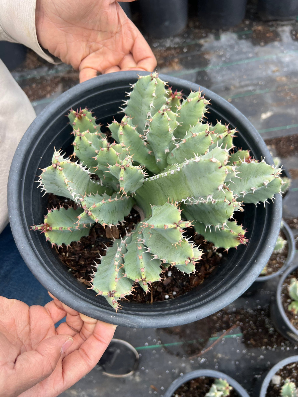Moroccan Mound - Euphorbia Resinifera