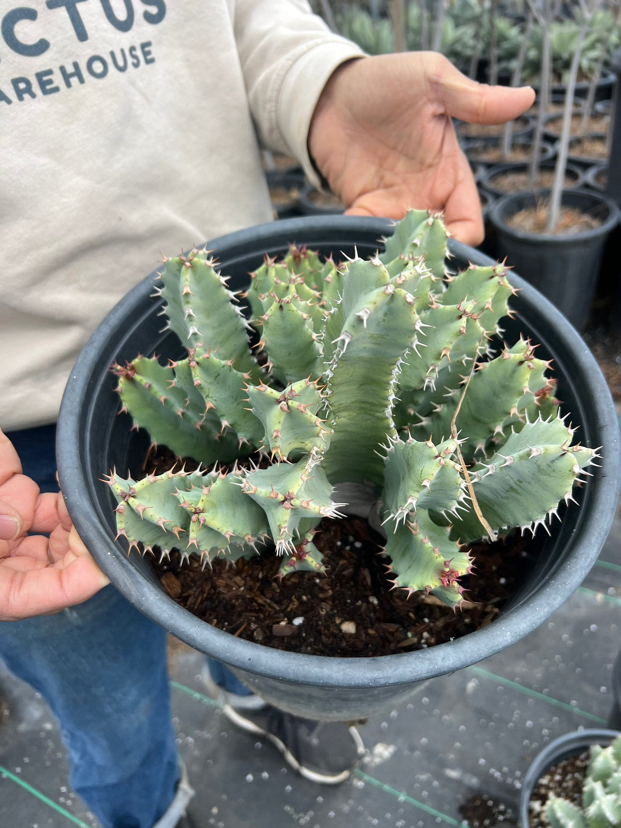 Moroccan Mound - Euphorbia Resinifera