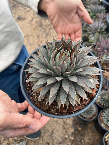 Mangave 'Bloodspot' - Agave macroacantha / Manfreda maculosa hybrid