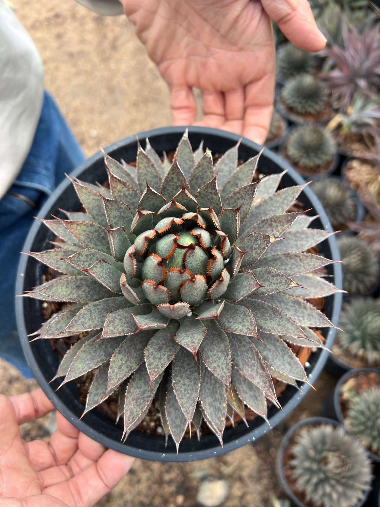 Mangave 'Bloodspot' - Agave macroacantha / Manfreda maculosa hybrid