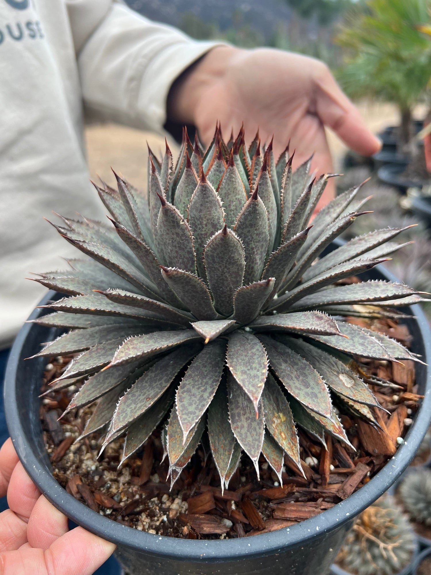 Mangave 'Bloodspot' - Agave macroacantha / Manfreda maculosa hybrid