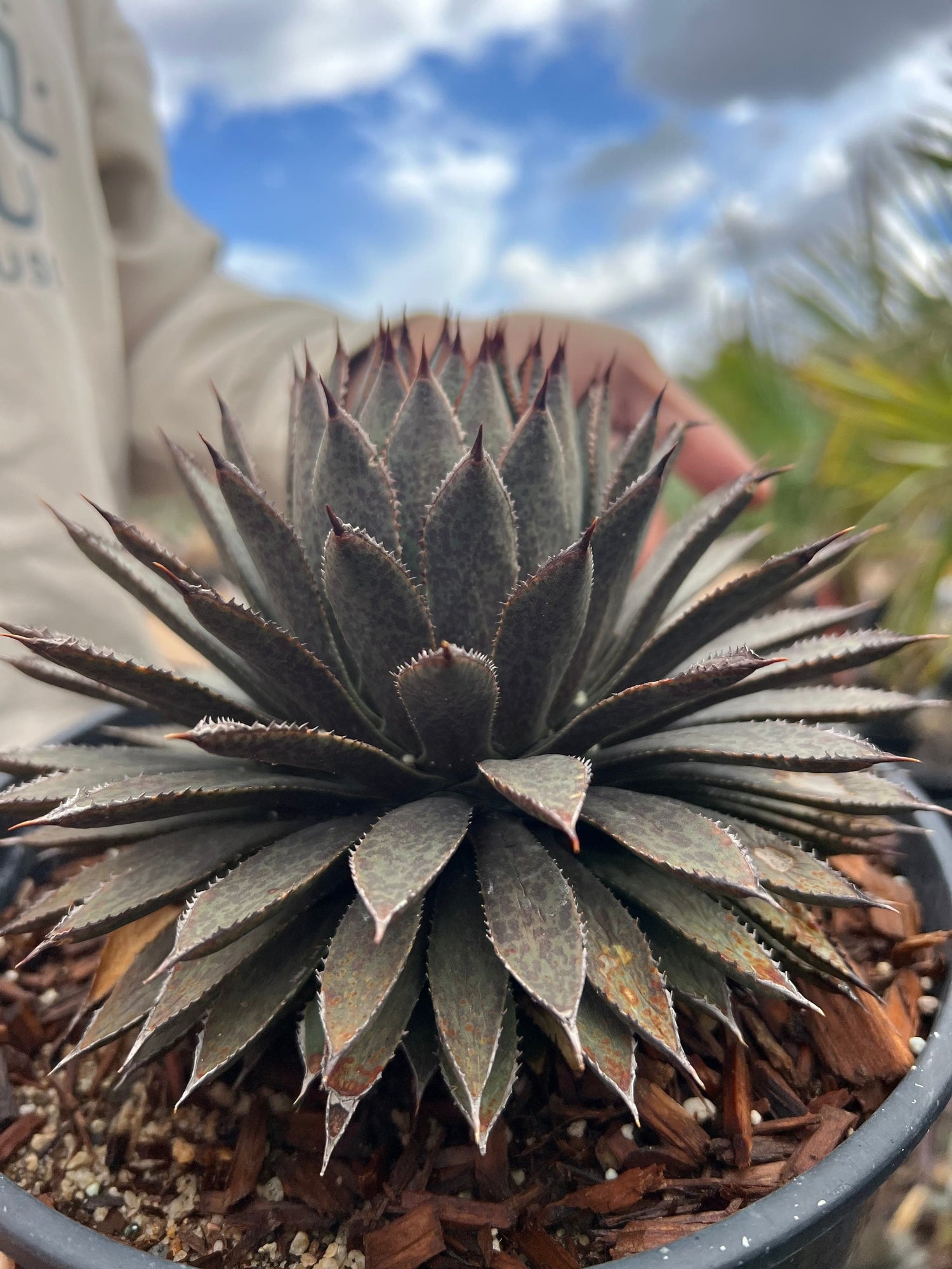 Mangave 'Bloodspot' - Agave macroacantha / Manfreda maculosa hybrid