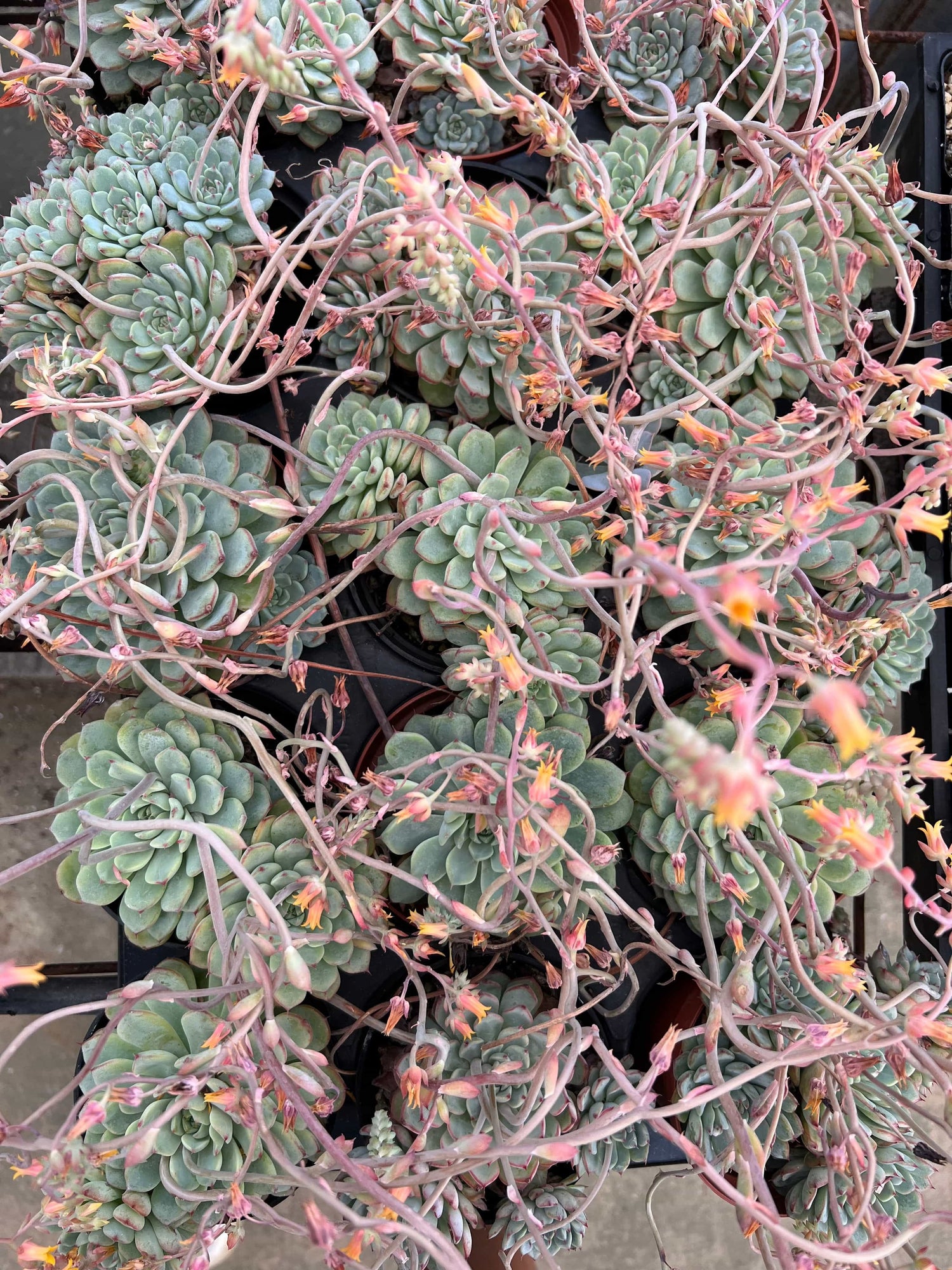 Echeveria 'Minima' - Echeveria