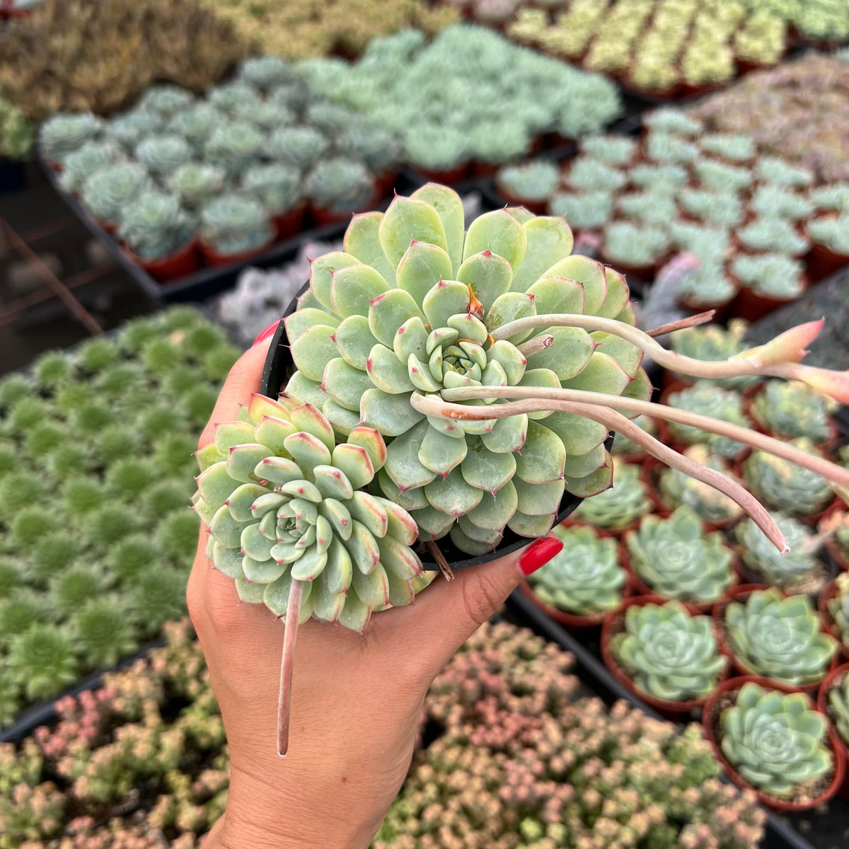 Echeveria 'Minima'