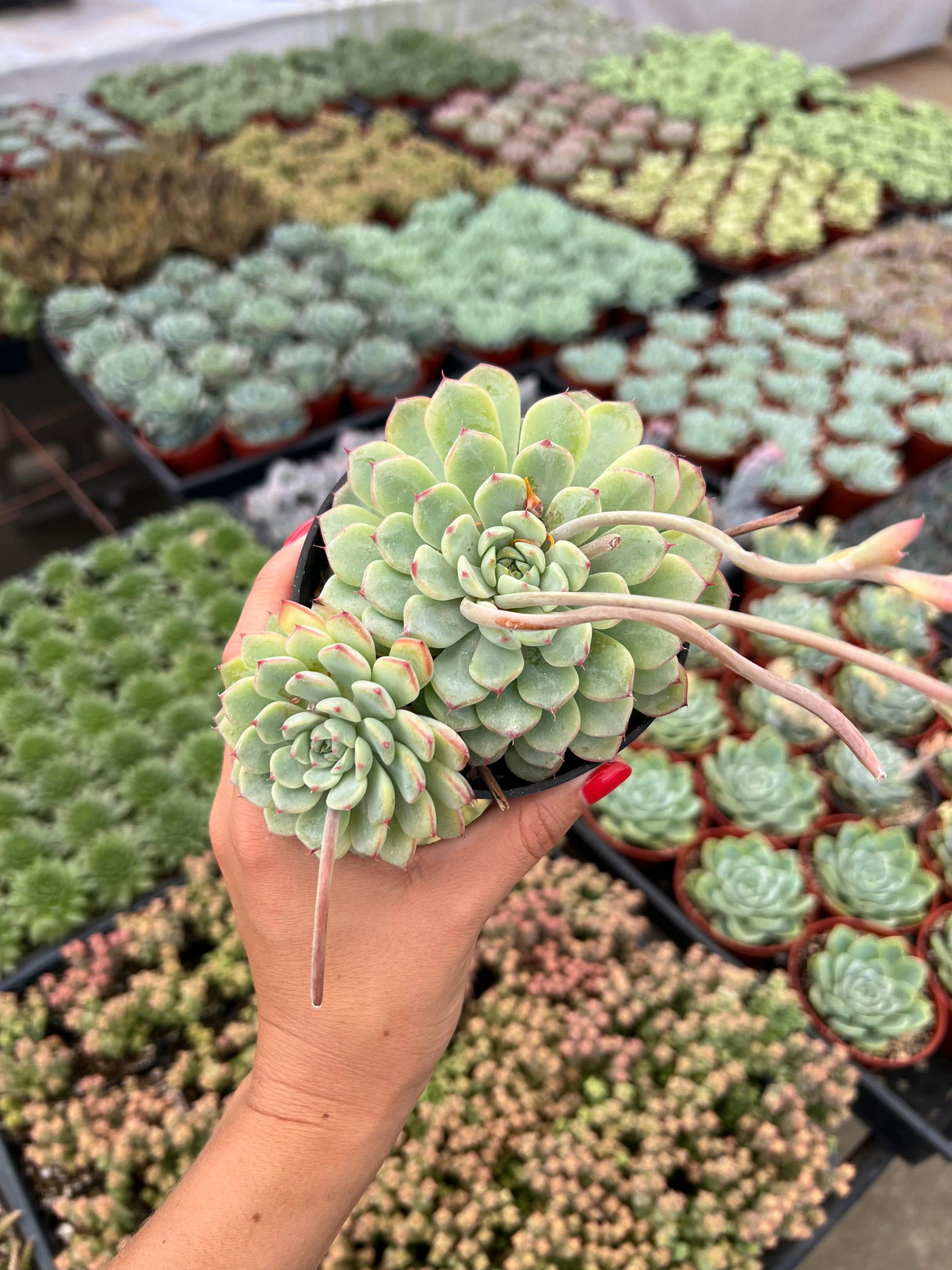 Echeveria 'Minima' - Echeveria