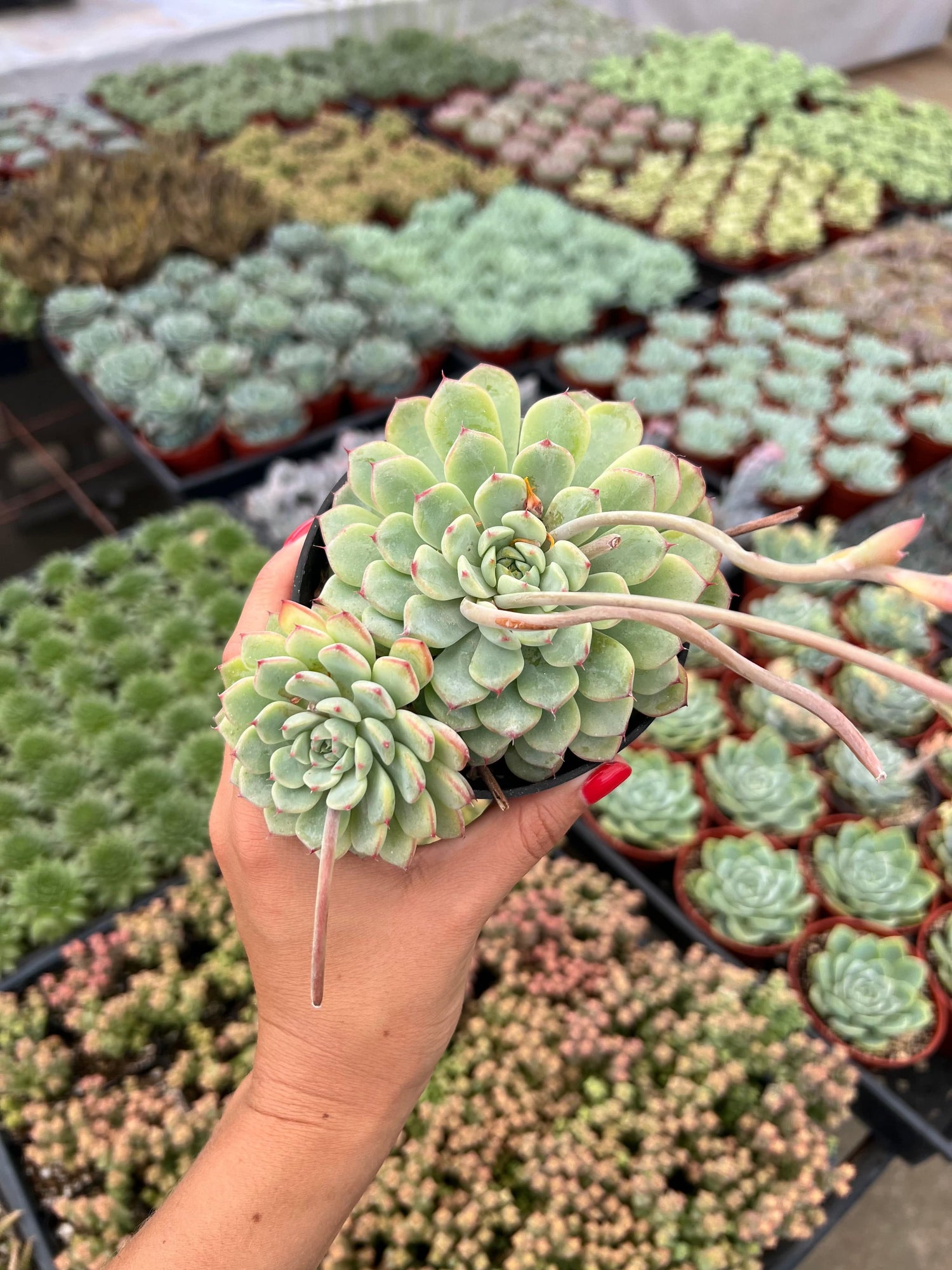 Echeveria 'Minima' - Echeveria