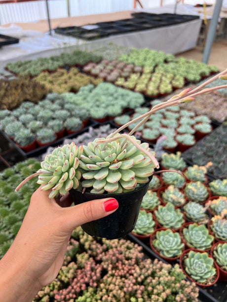 Echeveria 'Minima' - Echeveria