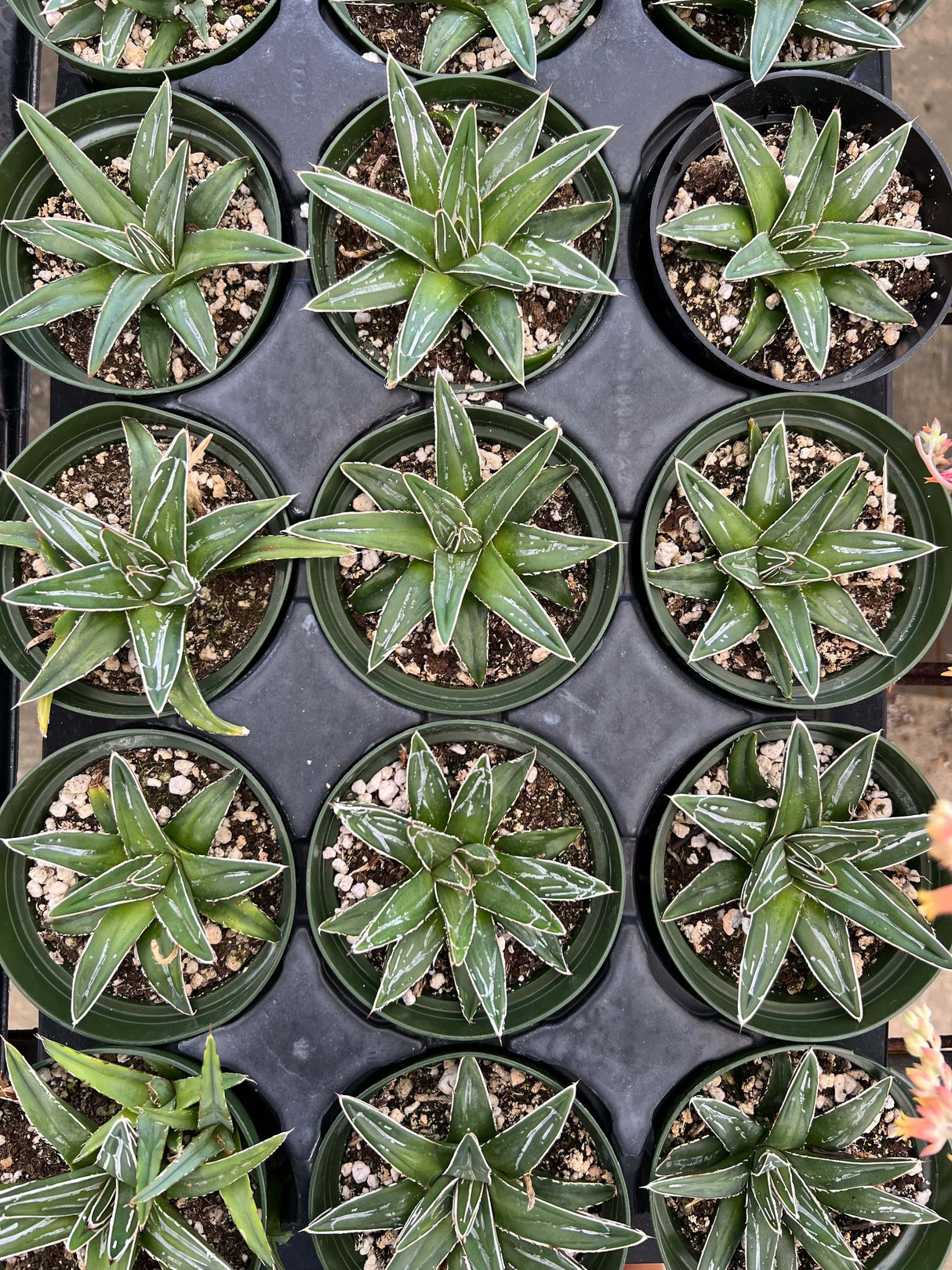 Queen Victoria Agave - Agave Victoriae-Reginae