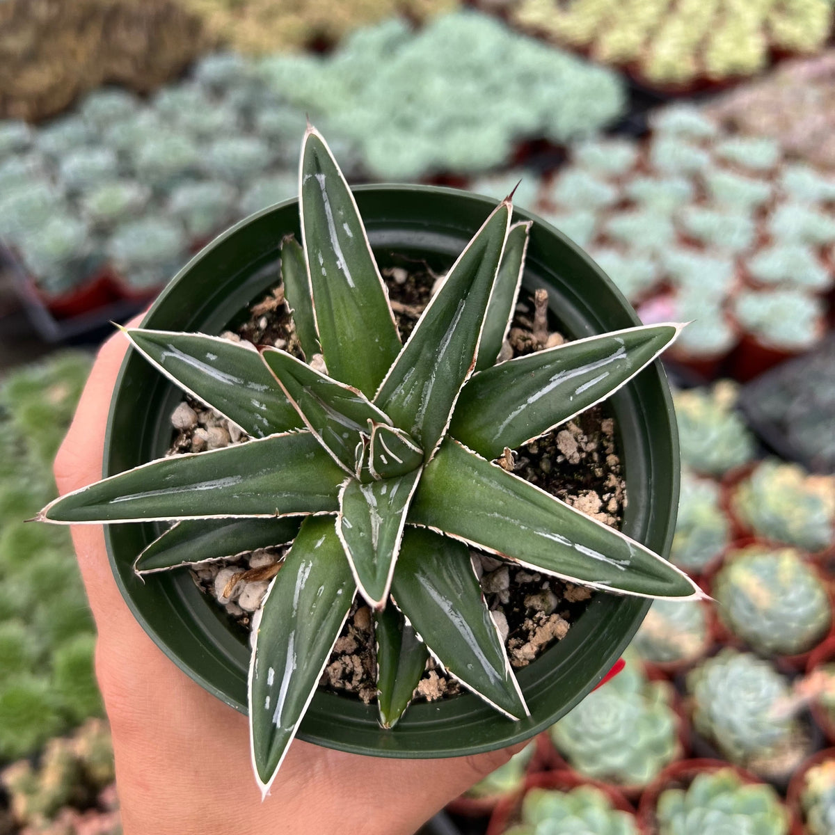 Agave victoriae-reginae 「special」 235 Agave_victoria-