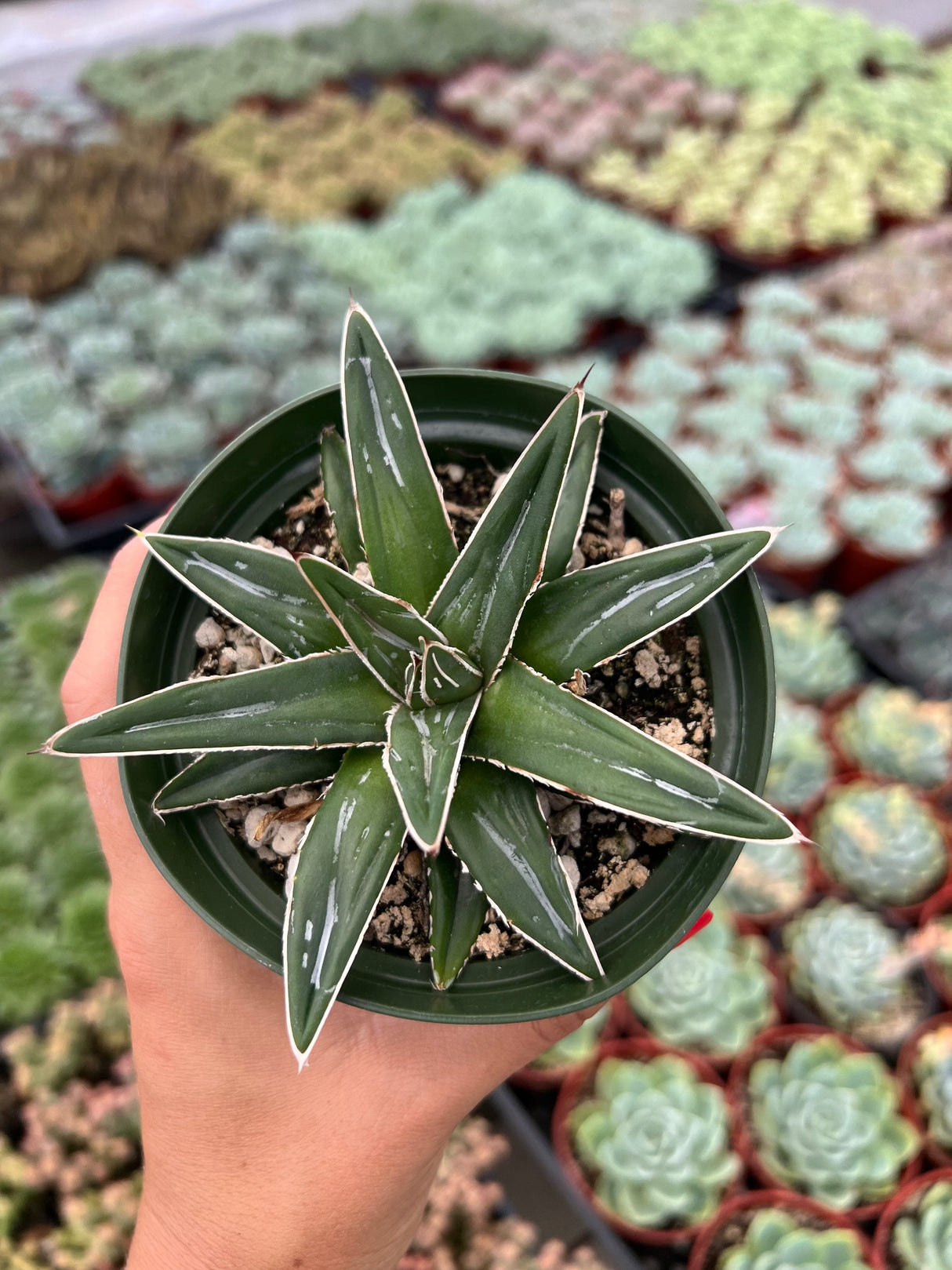 Queen Victoria Agave - Agave Victoriae-Reginae