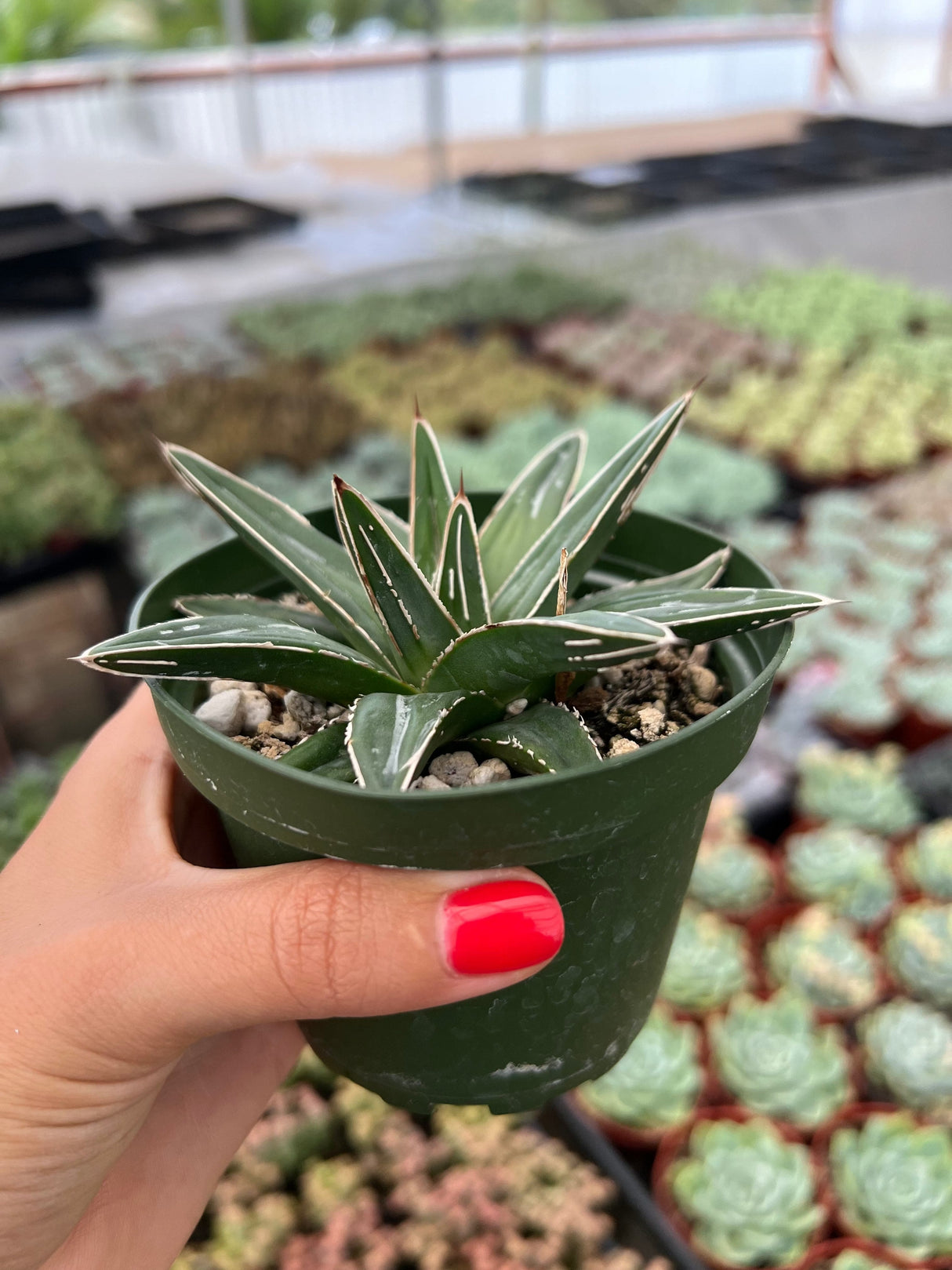 Queen Victoria Agave - Agave Victoriae-Reginae