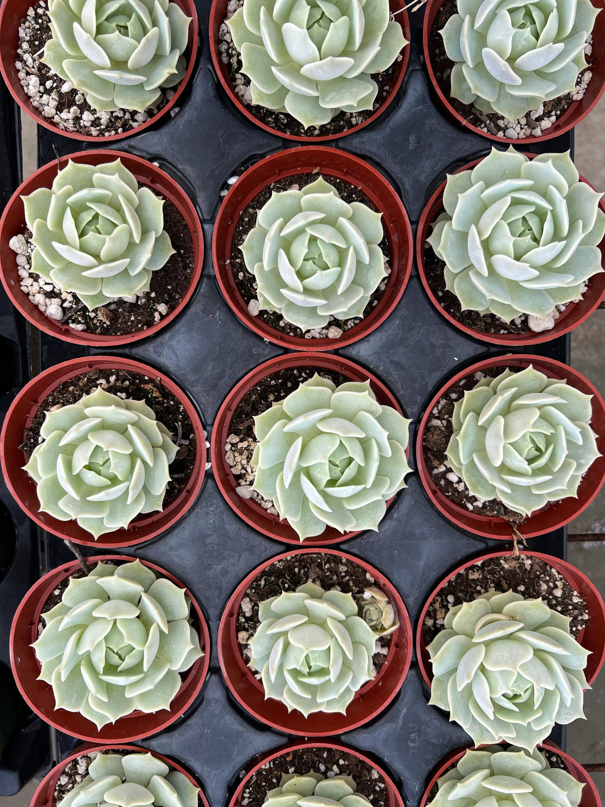 Mexican Hens and Chicks - Echeveria Lola