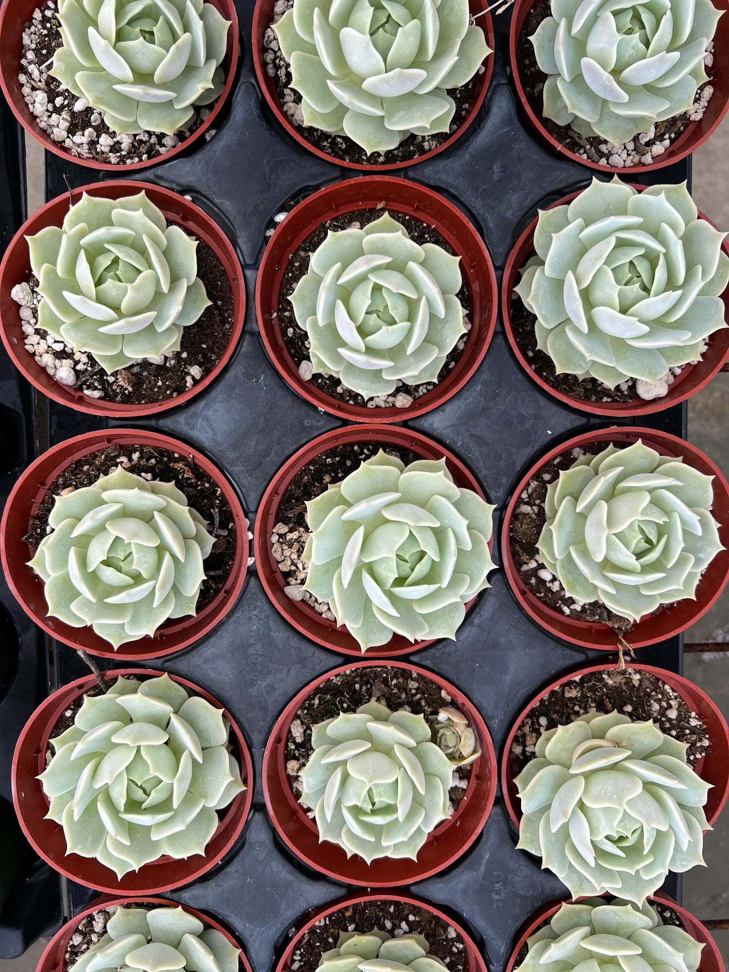 Mexican Hens and Chicks - Echeveria Lola