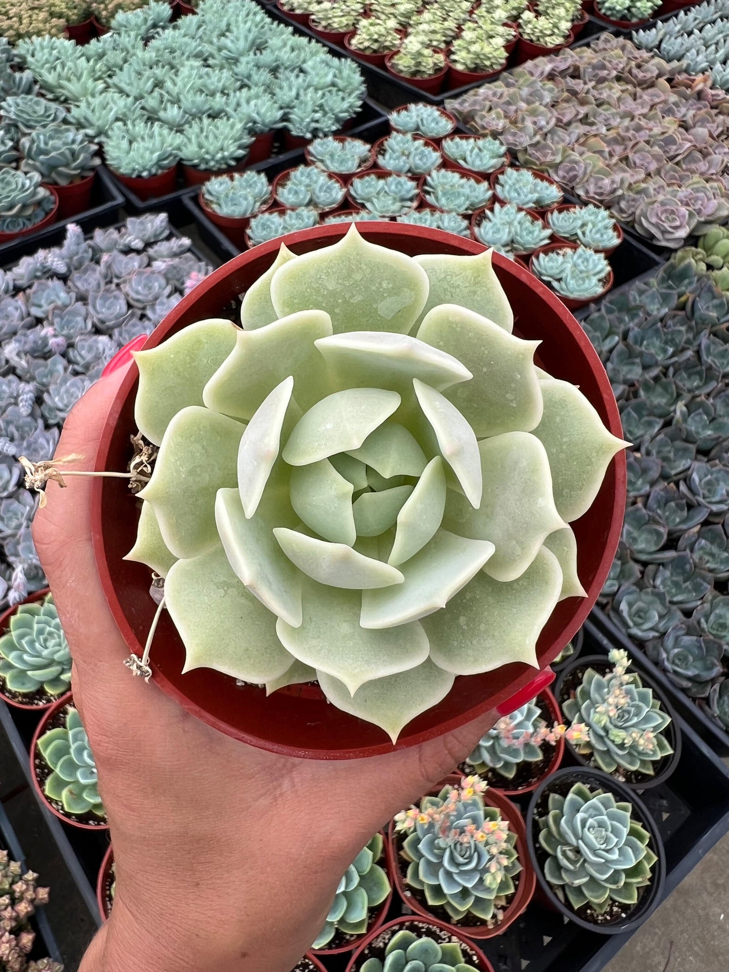 Mexican Hens and Chicks - Echeveria Lola