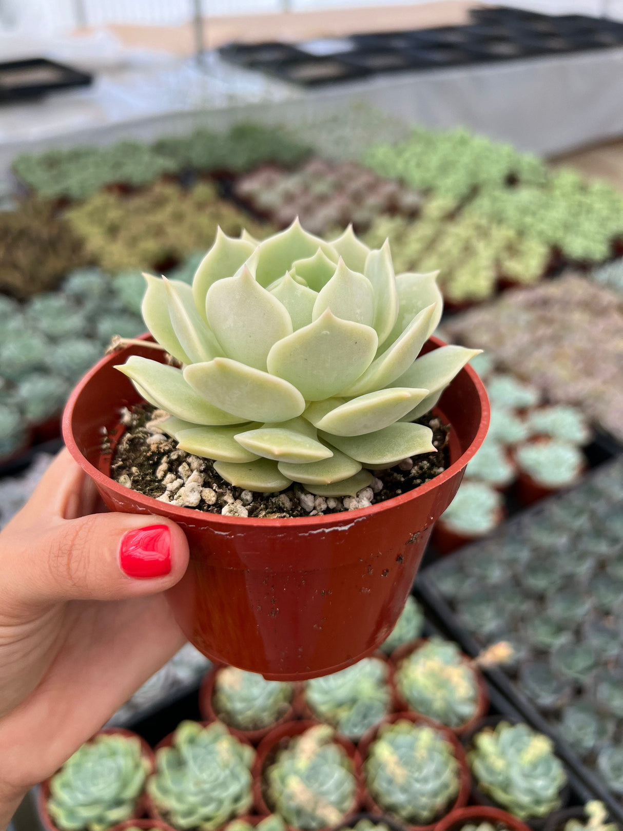 Mexican Hens and Chicks - Echeveria Lola
