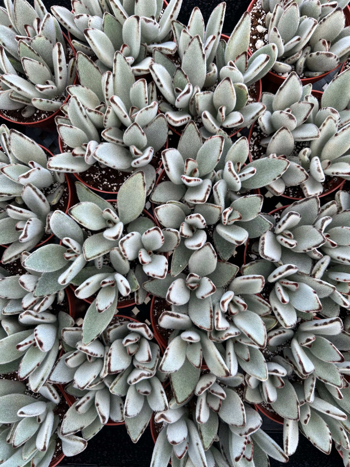 Panda Plant - Kalanchoe Tomentosa
