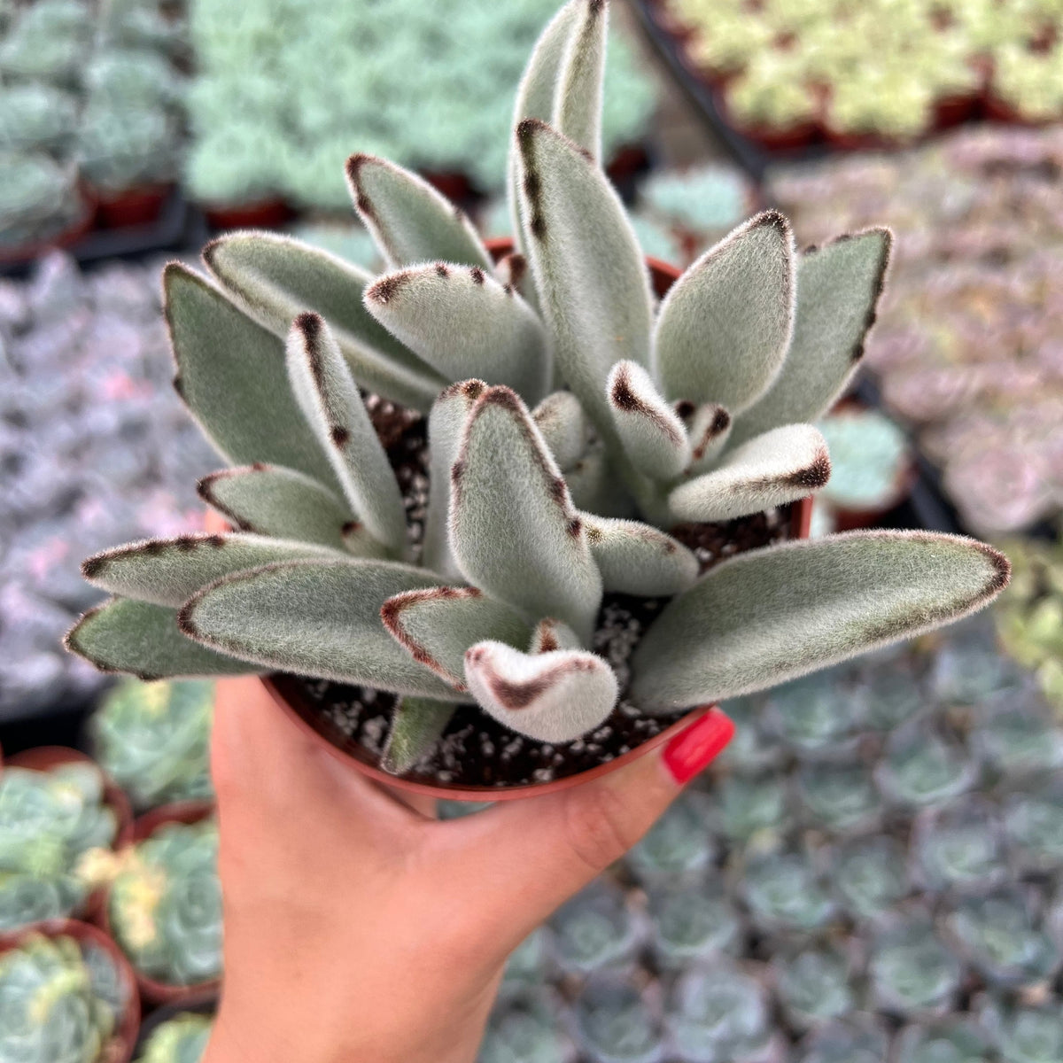 buy kalanchoe succulent Panda Plant