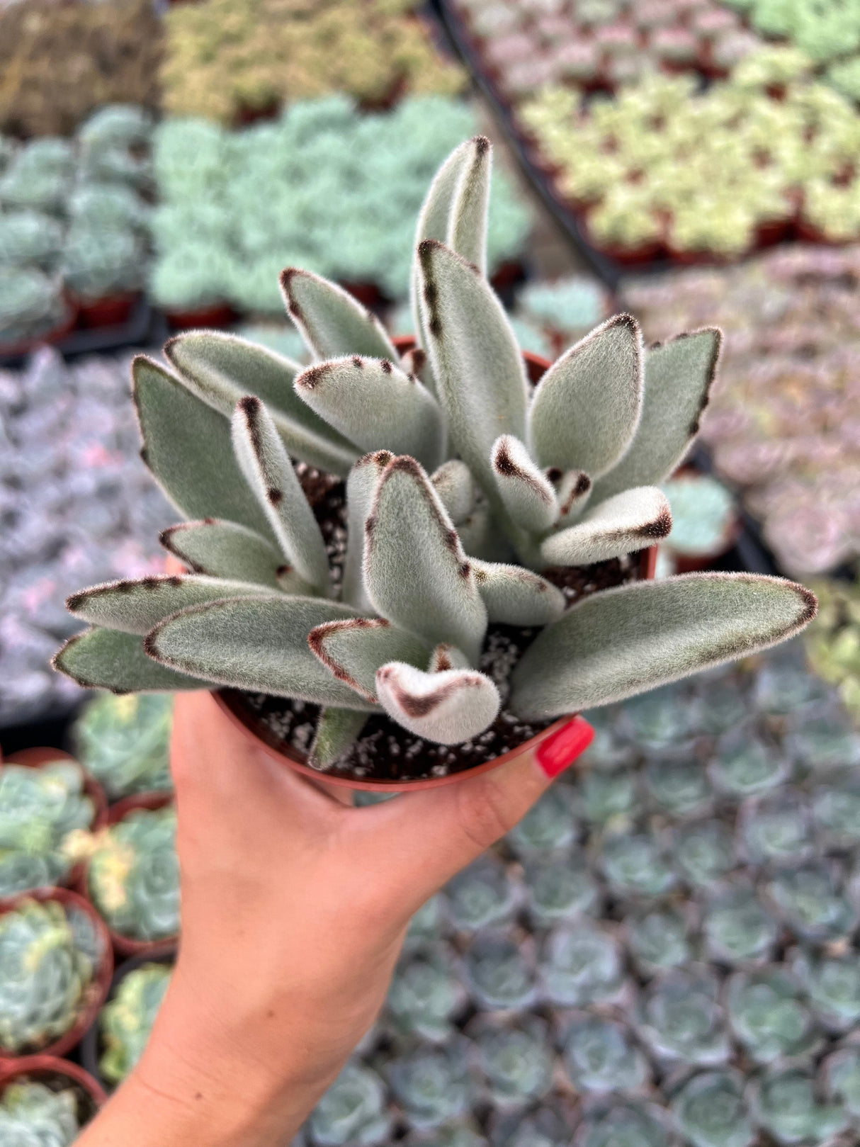 Panda Plant - Kalanchoe Tomentosa