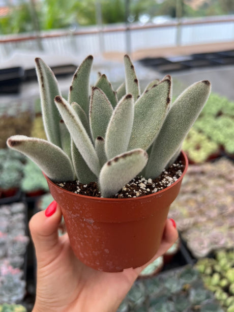 Panda Plant - Kalanchoe Tomentosa