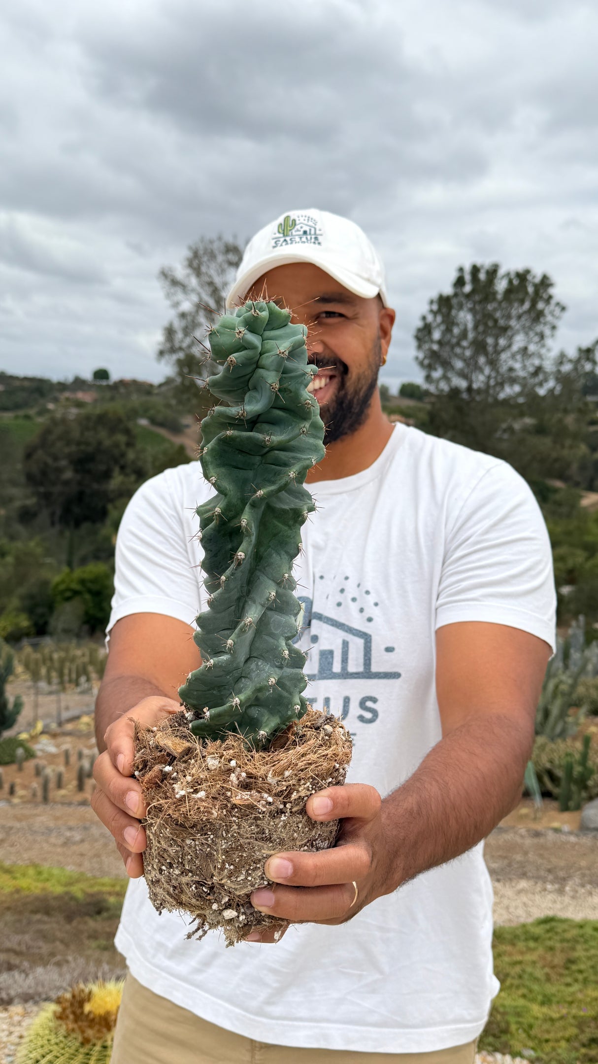 Cereus peruvianus spiralis - Spiral Cactus