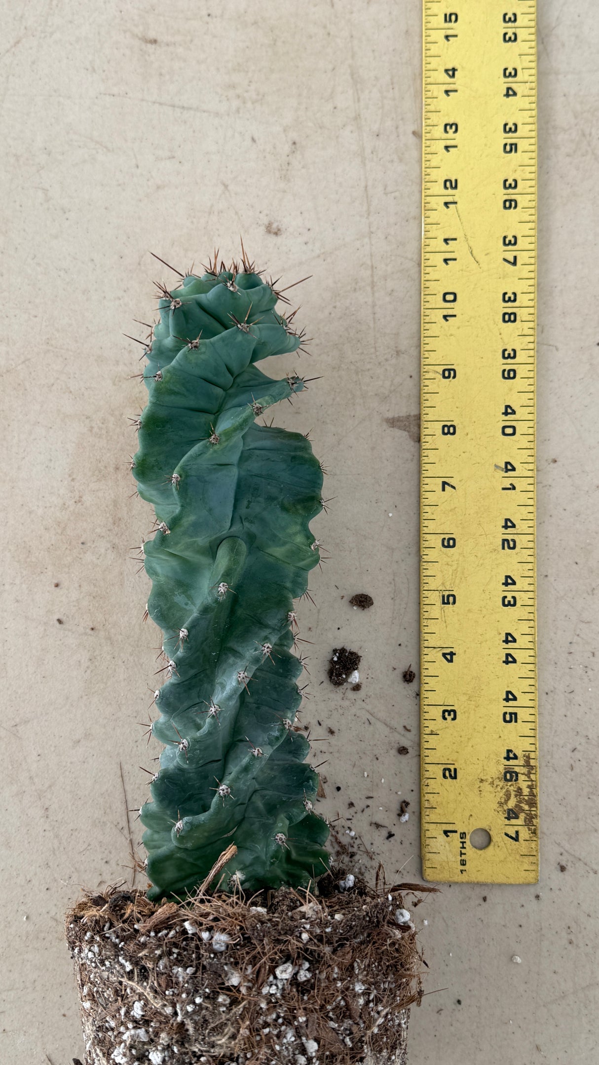 Cereus peruvianus spiralis - Spiral Cactus