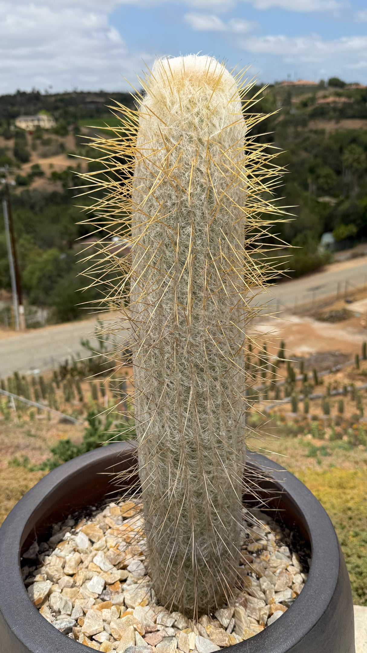 Espostoa lanata-Peruvian Old Man Cactus