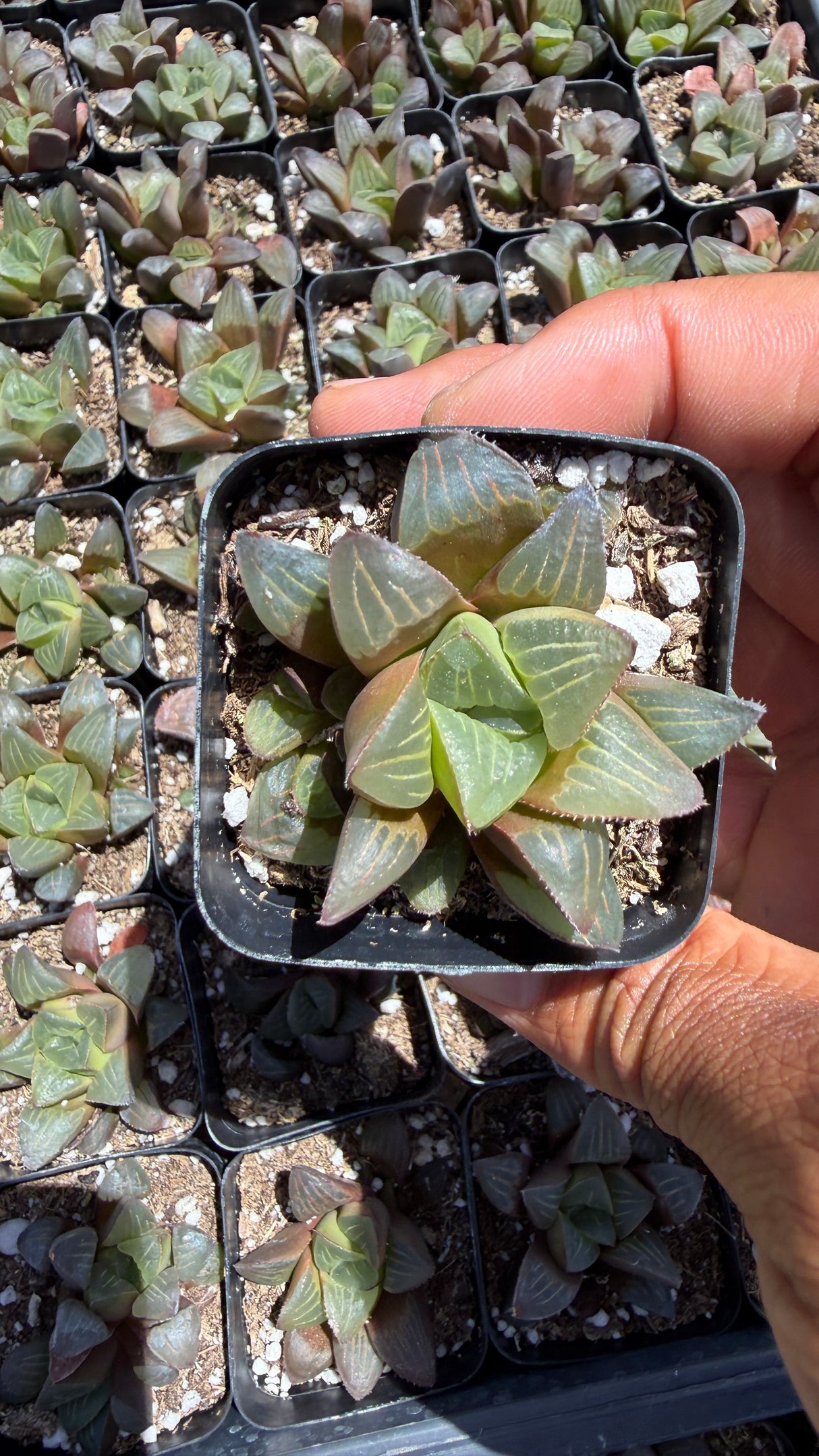 Haworthia retusa Star Cactus succulent rosette with translucent windowed leaf tips