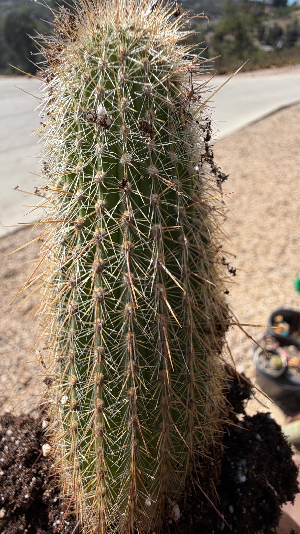 Cleistocactus tupizensis silver torch relative, ribbed green column with silvery spination