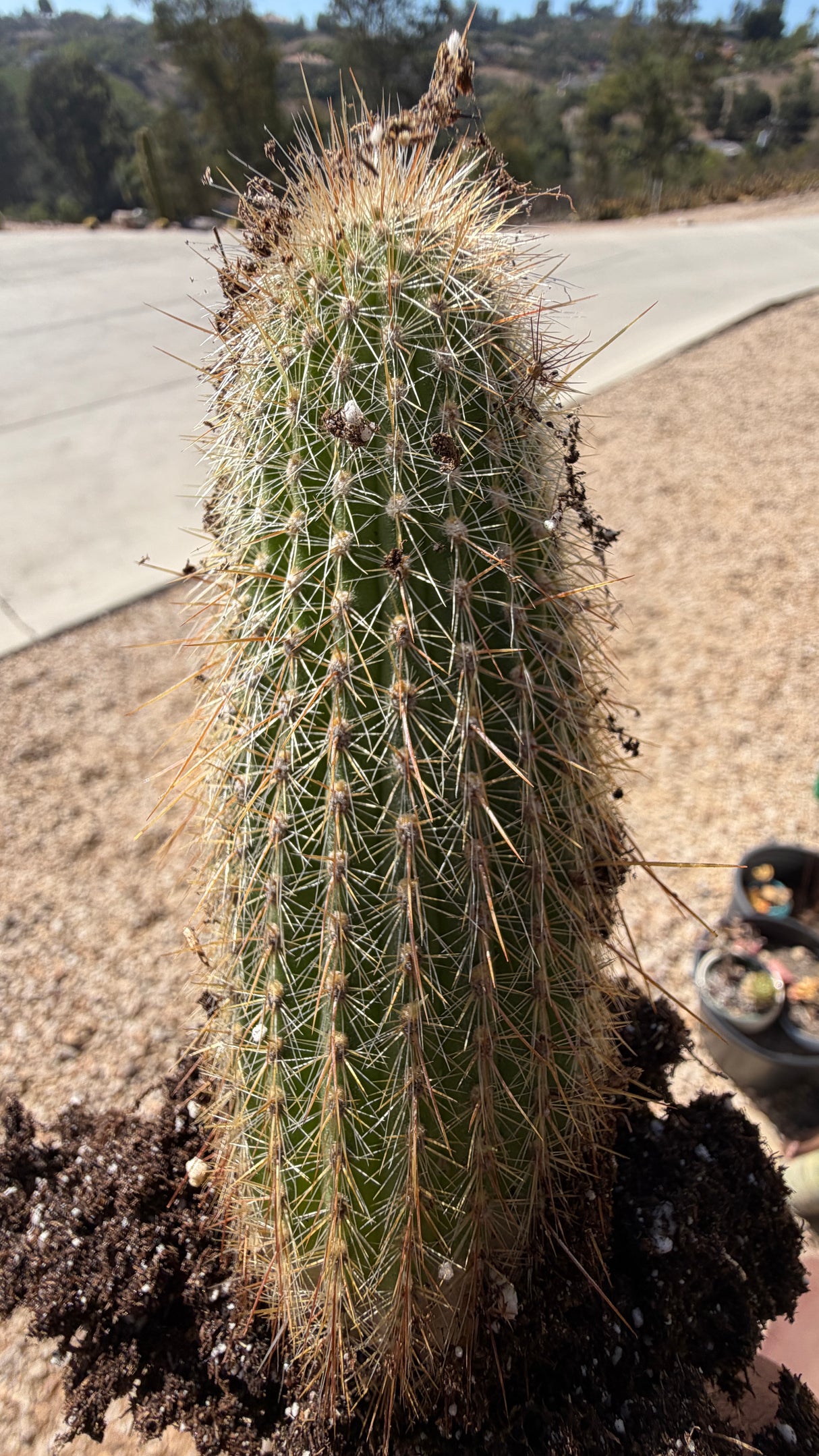 Cleistocactus tupizensis rooted bare-root cactus available at Cactus Warehouse