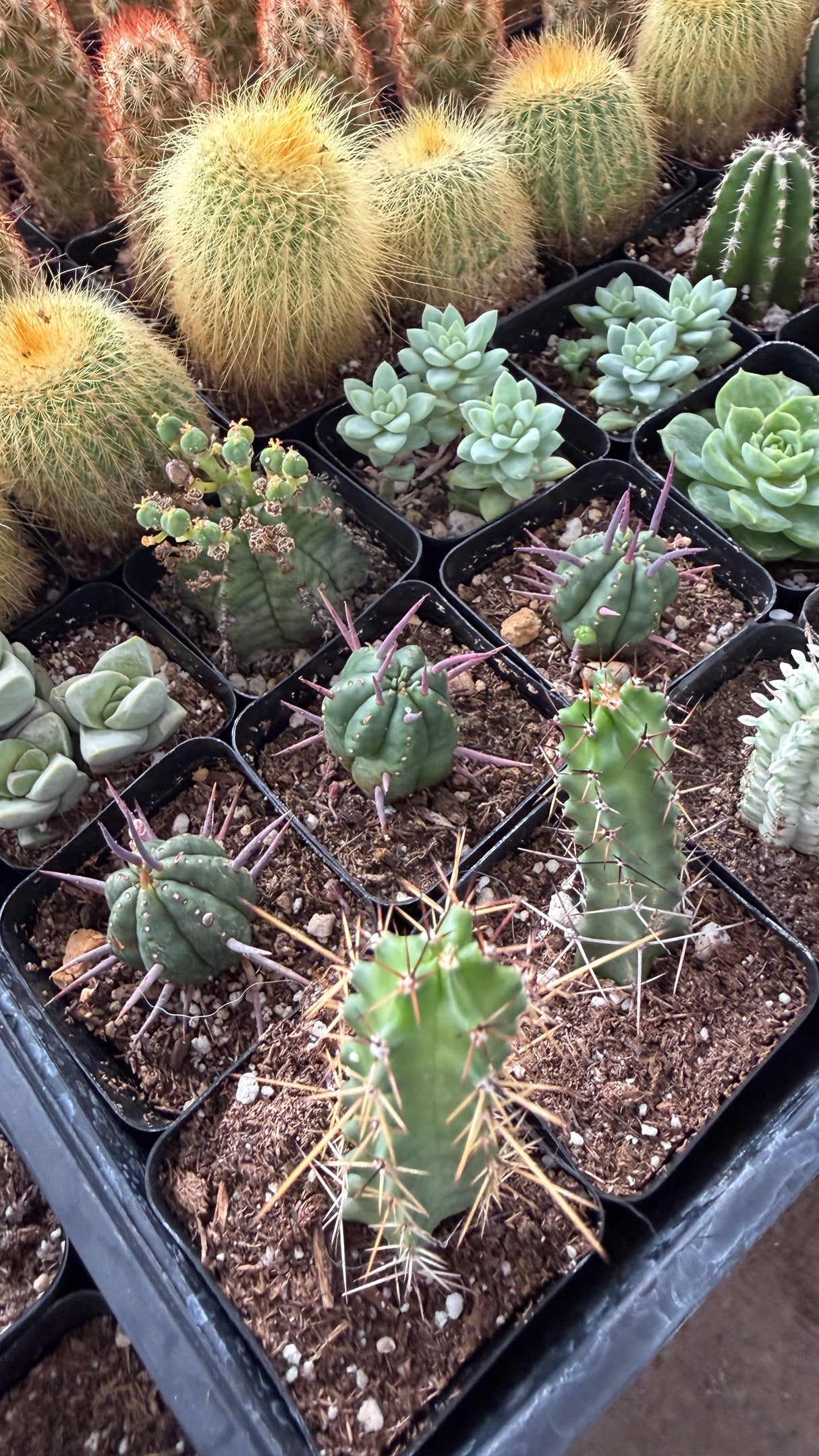 Mix & Match 2" Cactus and Succulent Packs - You Pick