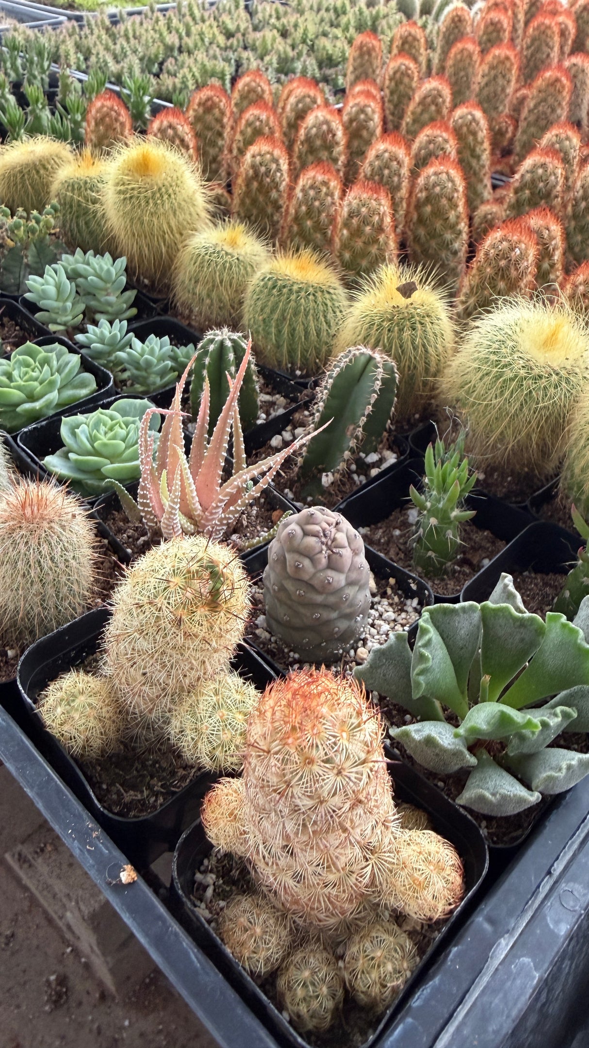 Mix & Match 2" Cactus and Succulent Packs - You Pick