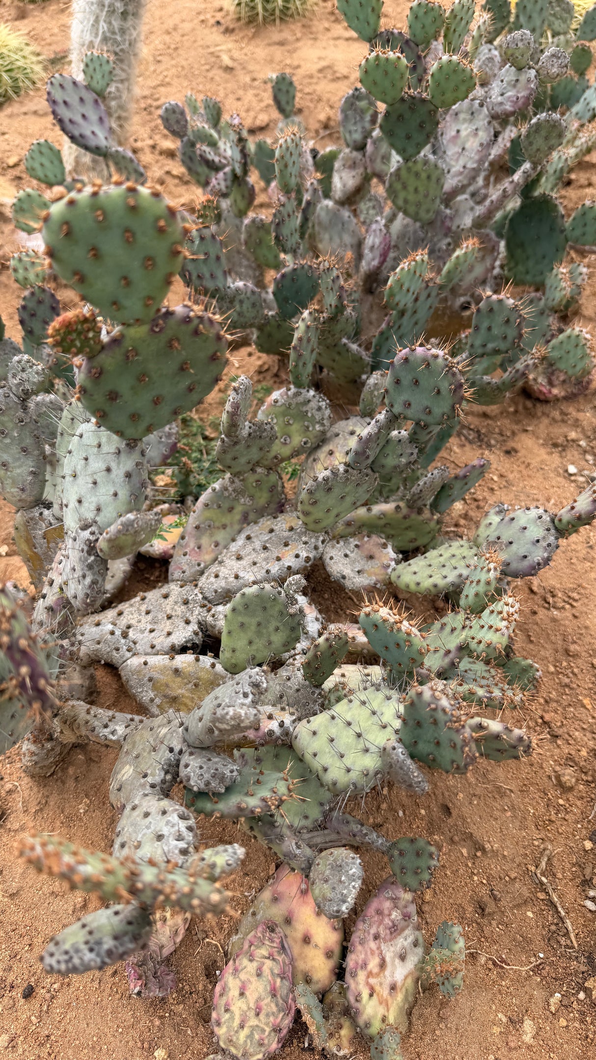 Santa Rita Prickly Pear - Opuntia Santa-Rita