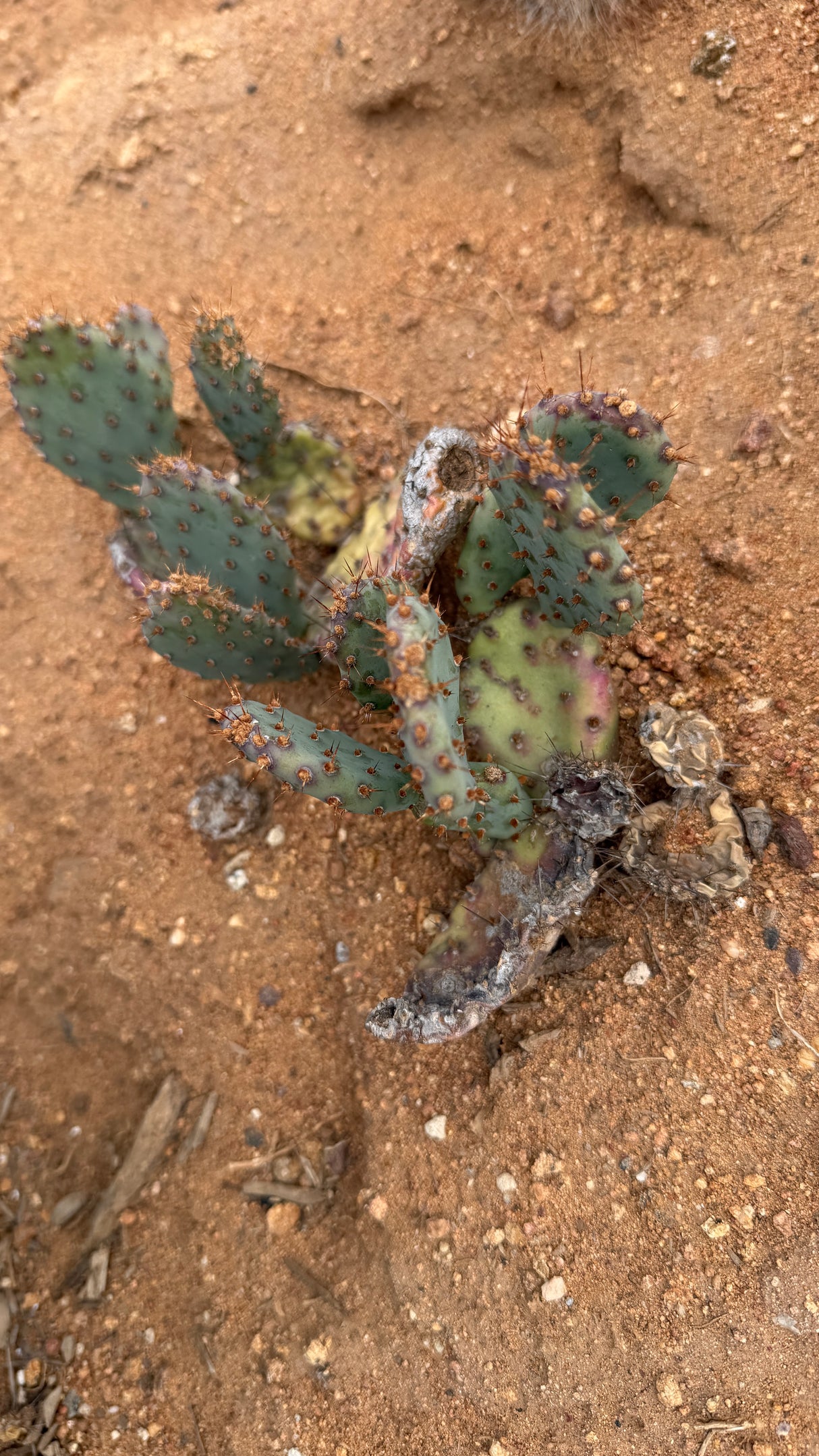 Santa Rita Prickly Pear - Opuntia Santa-Rita