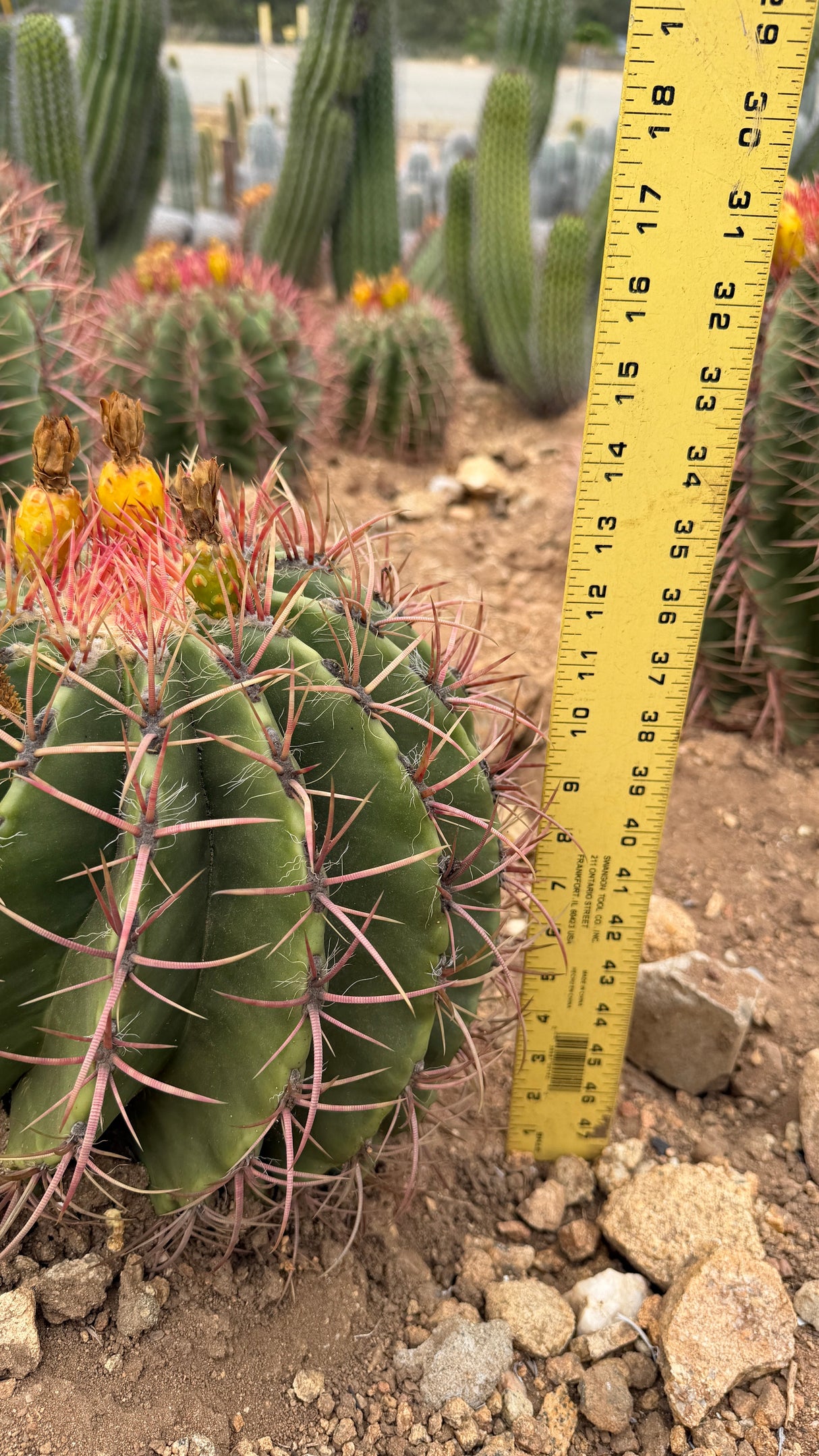Twin-headed Ferocactus pilosus Mexican Lime Cactus specimen with red spines and yellow fruit