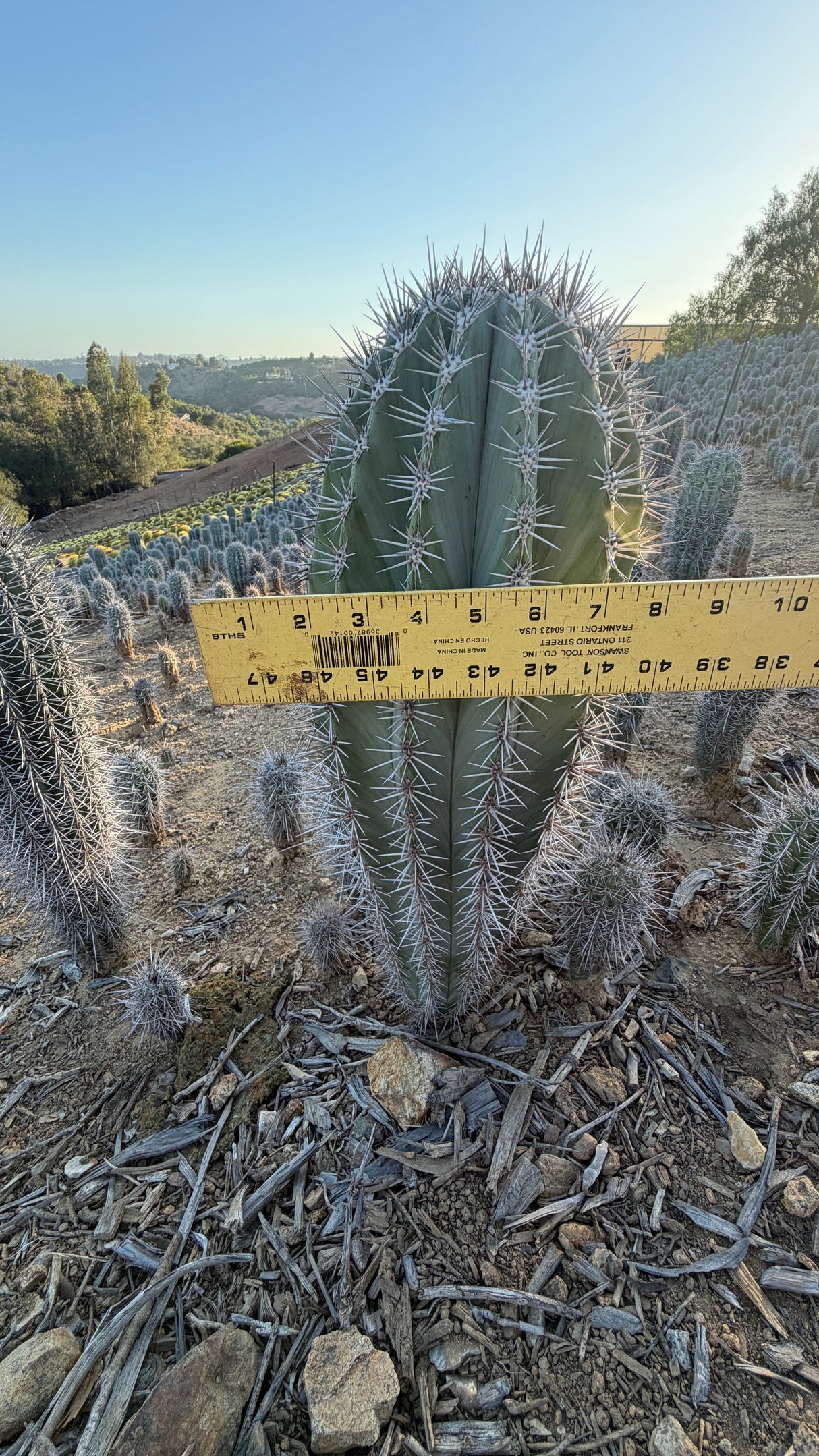Stout Cardon cactus showing its thick blunt club form