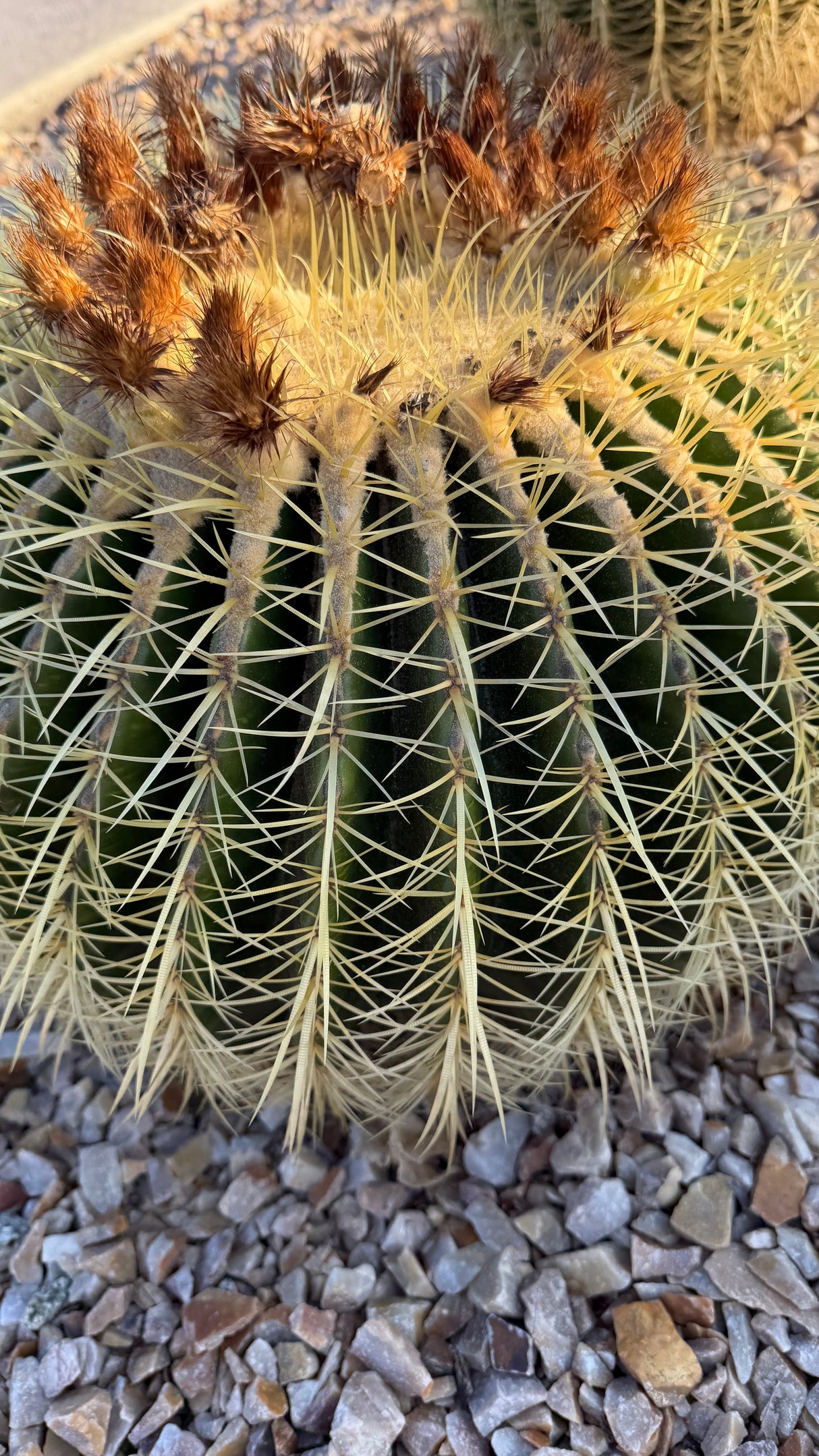 Echinocactus grusonii crown with woolly buds and dried blooms on a flowering-size Golden Barrel