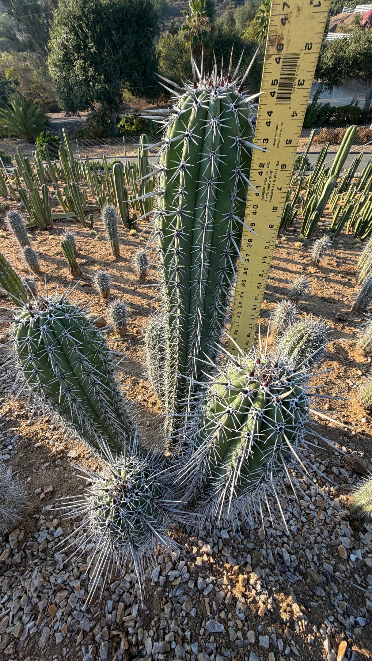 Pachycereus pringlei one of a kind candelabra form with multiple spined crowns