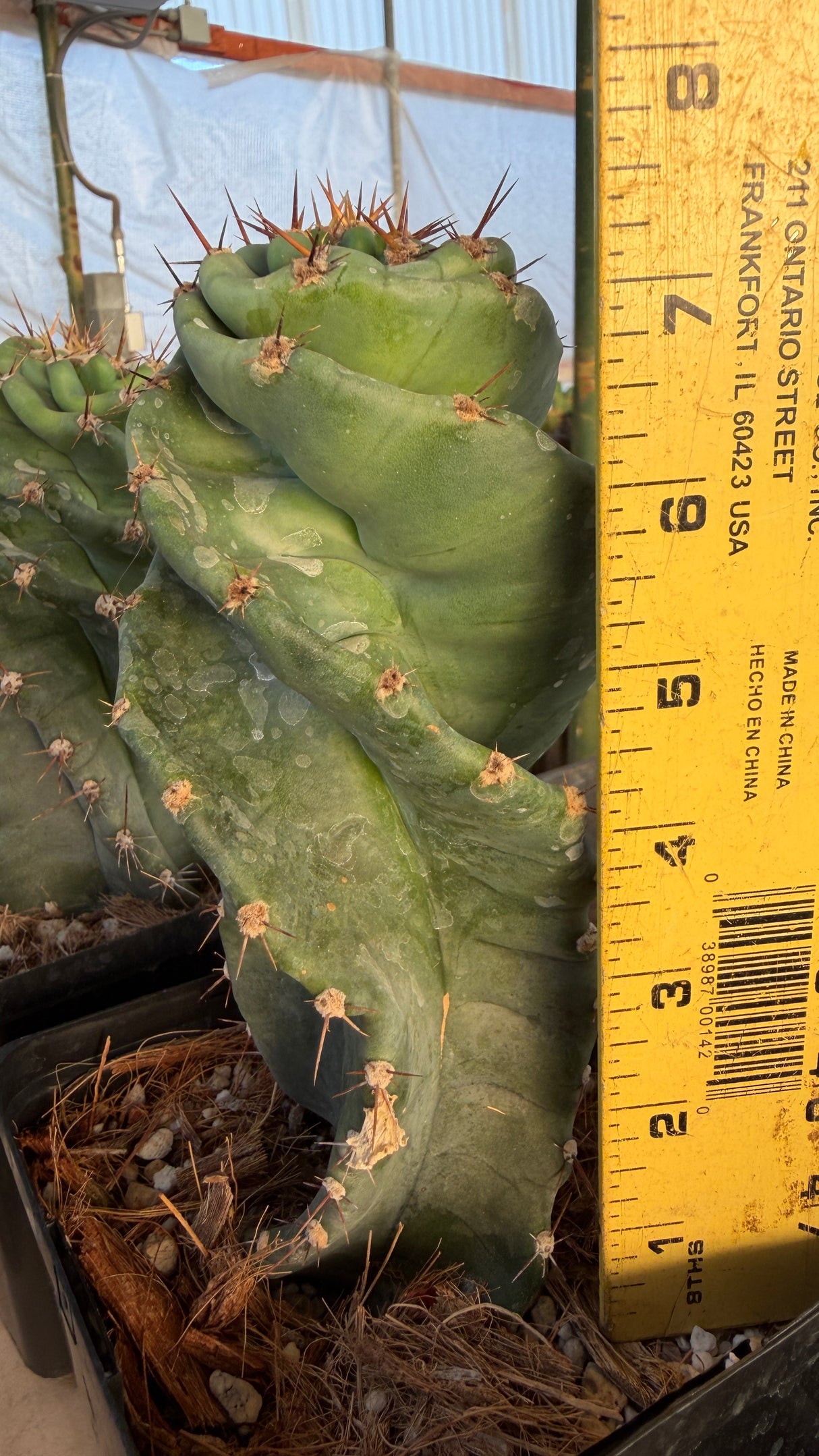 Spiral Cactus - Cereus Peruvianus Spiralis (One of a Kind #1)